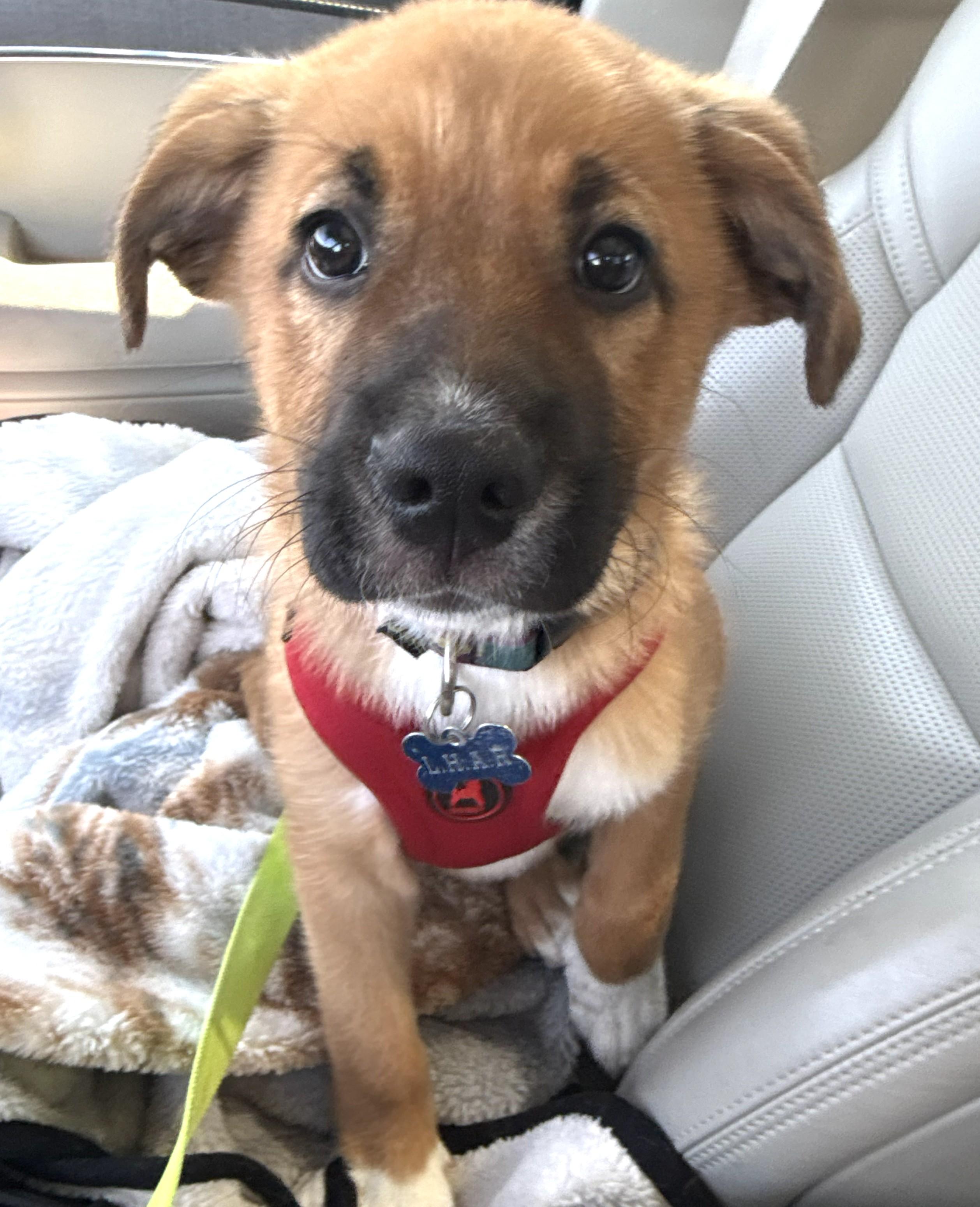 Enlarge Tank-Available www.LHAR.dog to apply, an adoptable mixed breed in Frederick, MD image 5/6