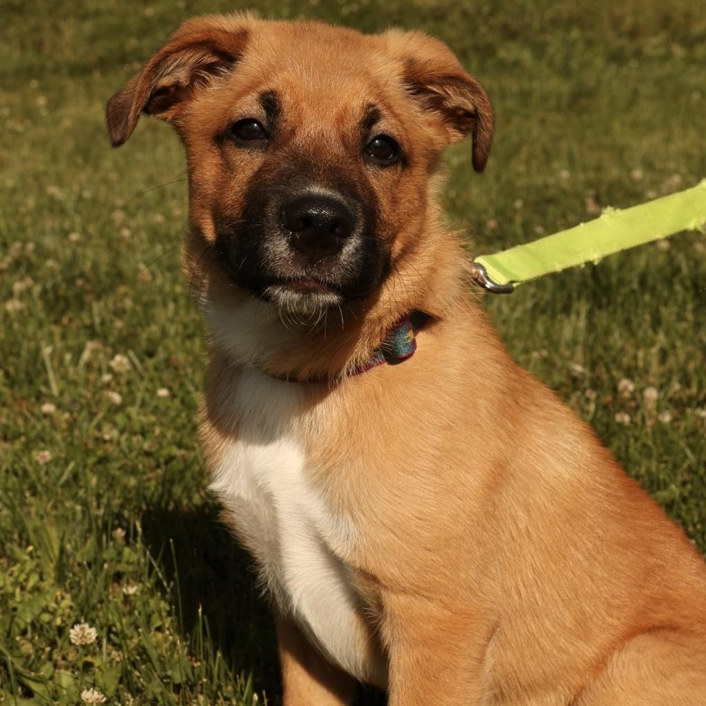 Enlarge Tank-Available www.LHAR.dog to apply, an adoptable mixed breed in Frederick, MD image 2/6