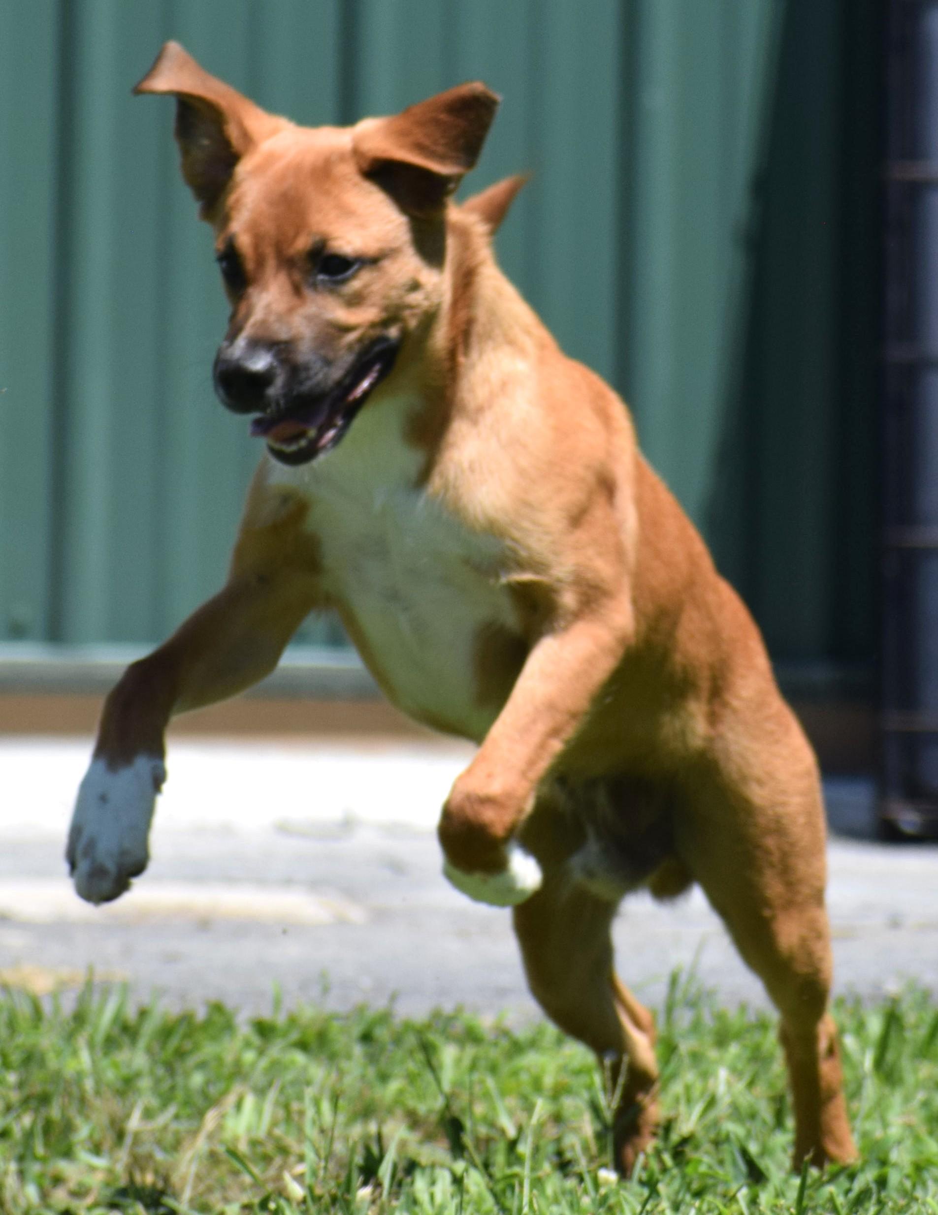 Enlarge Tank-Available www.LHAR.dog to apply, a Adoptable mixed breed in Frederick, MD image 2/6