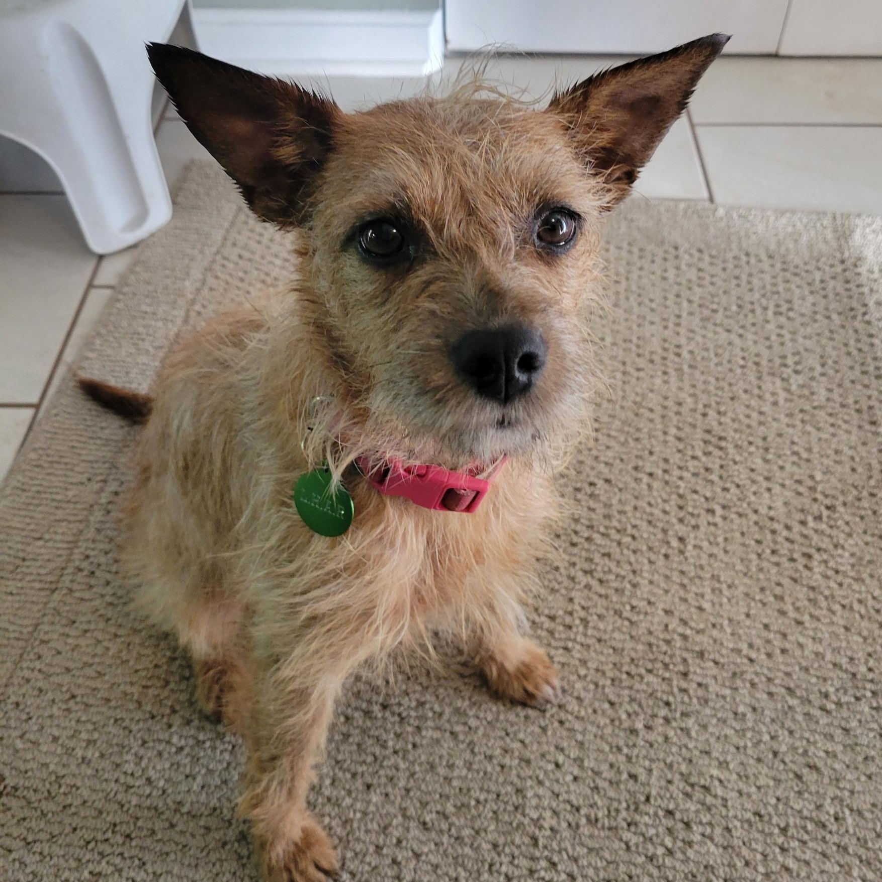 Enlarge Tank-Available 5/17@Petsmart! www.LHAR.dog to Apply!, an adoptable mixed breed in Frederick, MD image 6/6