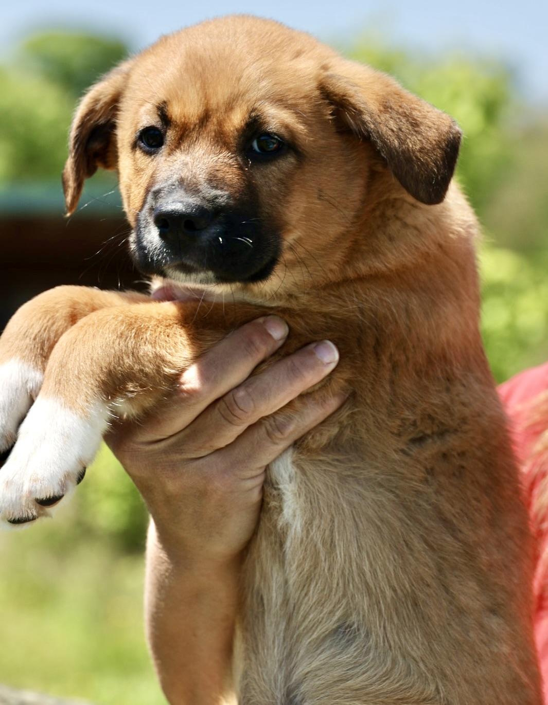 Enlarge Tank-Available 5/17@Petsmart! www.LHAR.dog to Apply!, an adoptable mixed breed in Frederick, MD image 3/6