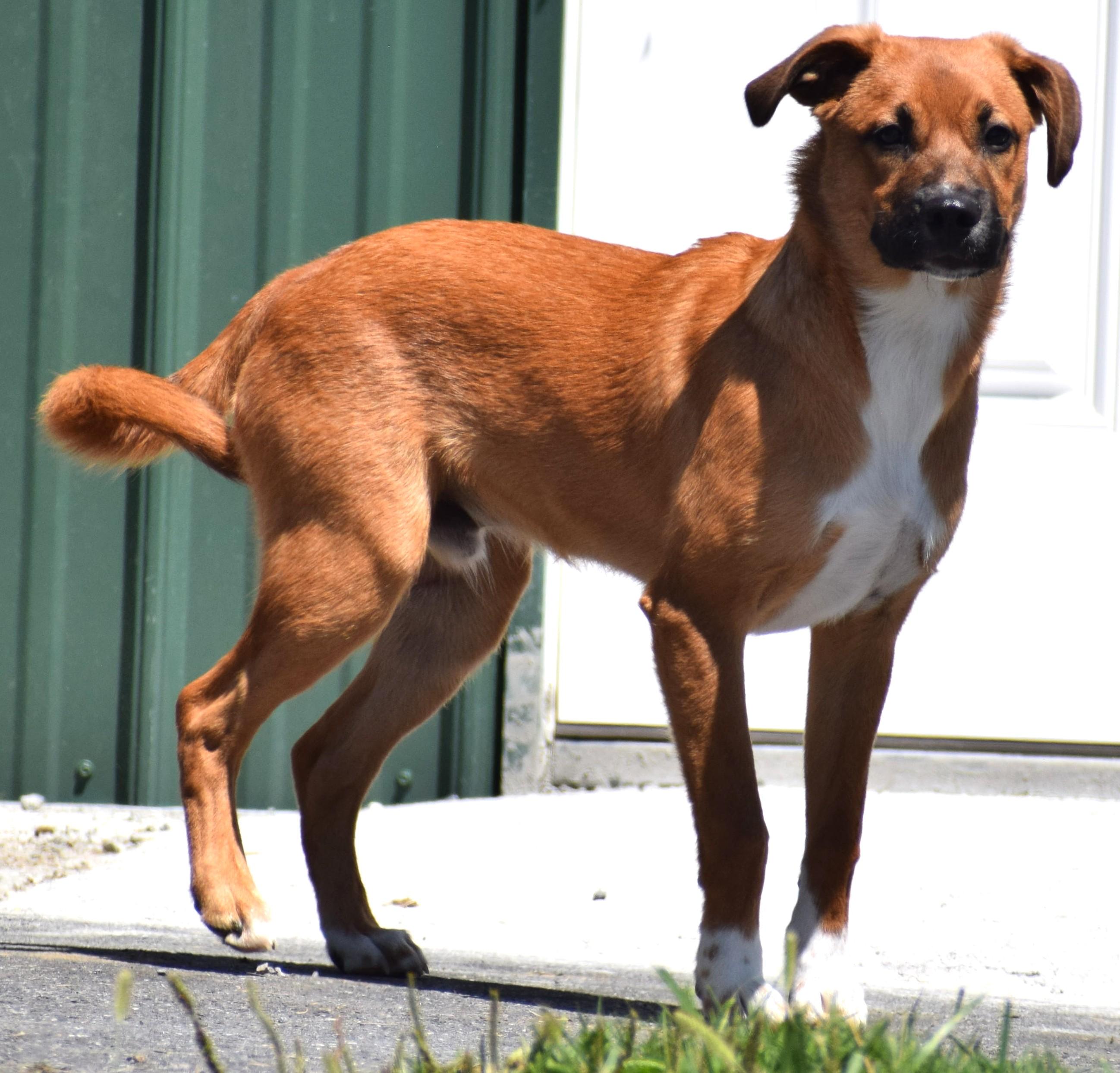 Tank-Available www.LHAR.dog to apply, Adoptable, Puppy Male Mountain Cur & Wirehaired Terrier.