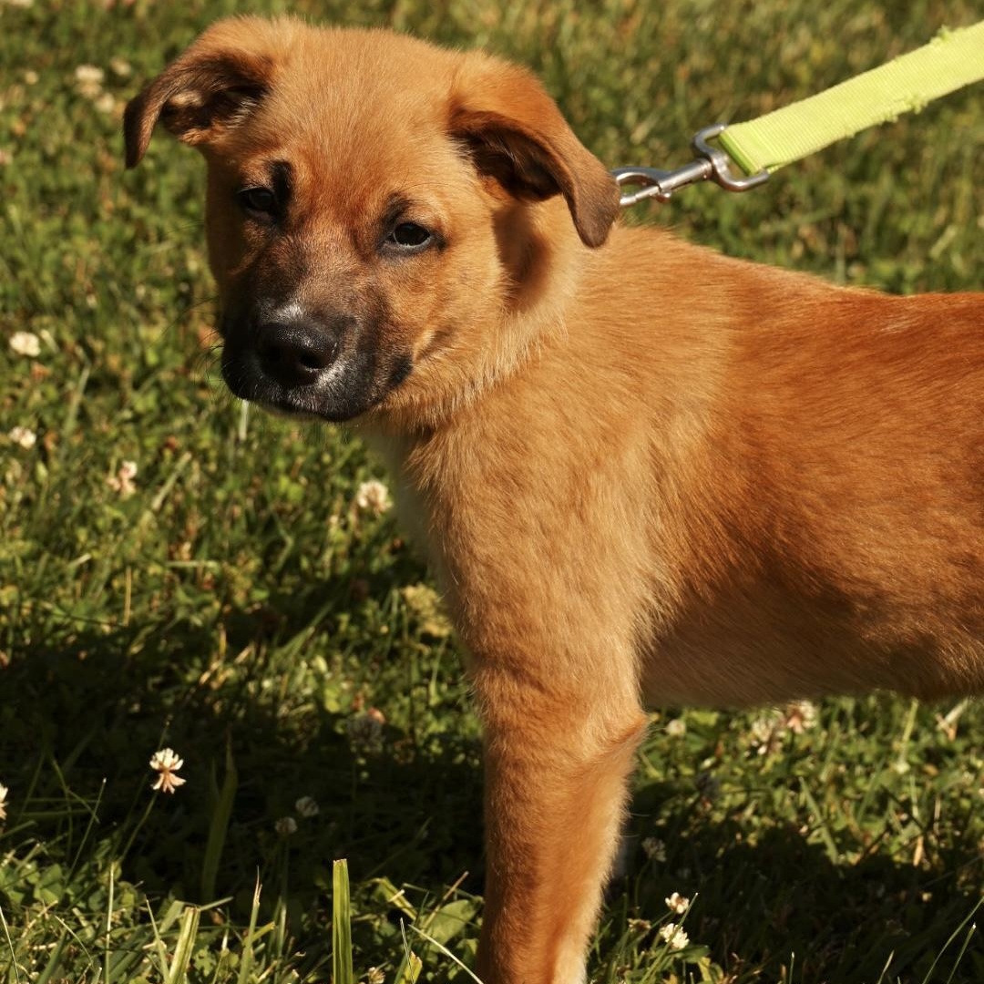 Enlarge Tank-Available www.LHAR.dog to apply, an adoptable mixed breed in Frederick, MD image 4/6