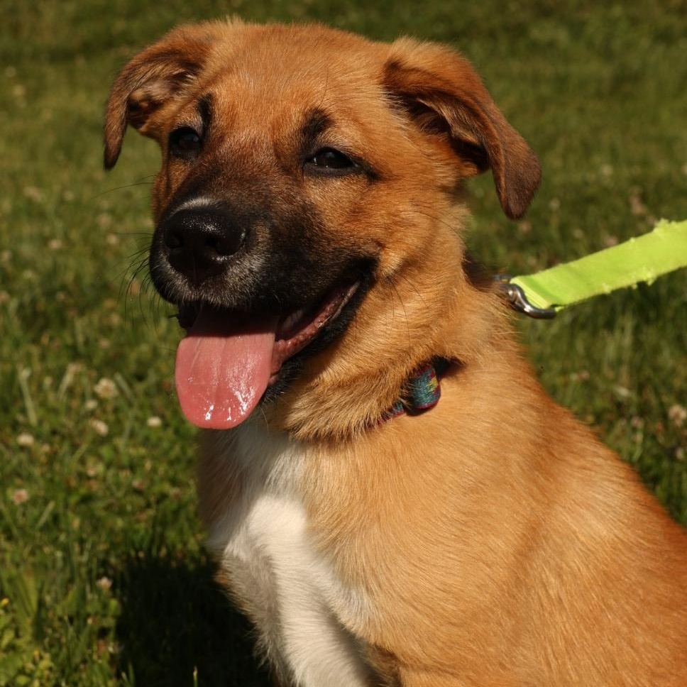 Tank-Available www.LHAR.dog to apply, adoptable, Puppy Male Mountain Dog & Wirehaired Terrier.