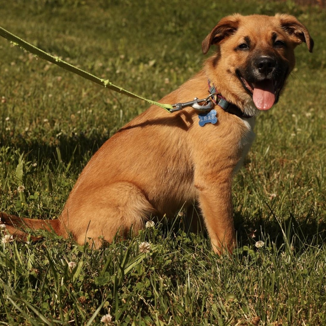 Enlarge Tank-Available www.LHAR.dog to apply, an adoptable mixed breed in Frederick, MD image 3/6
