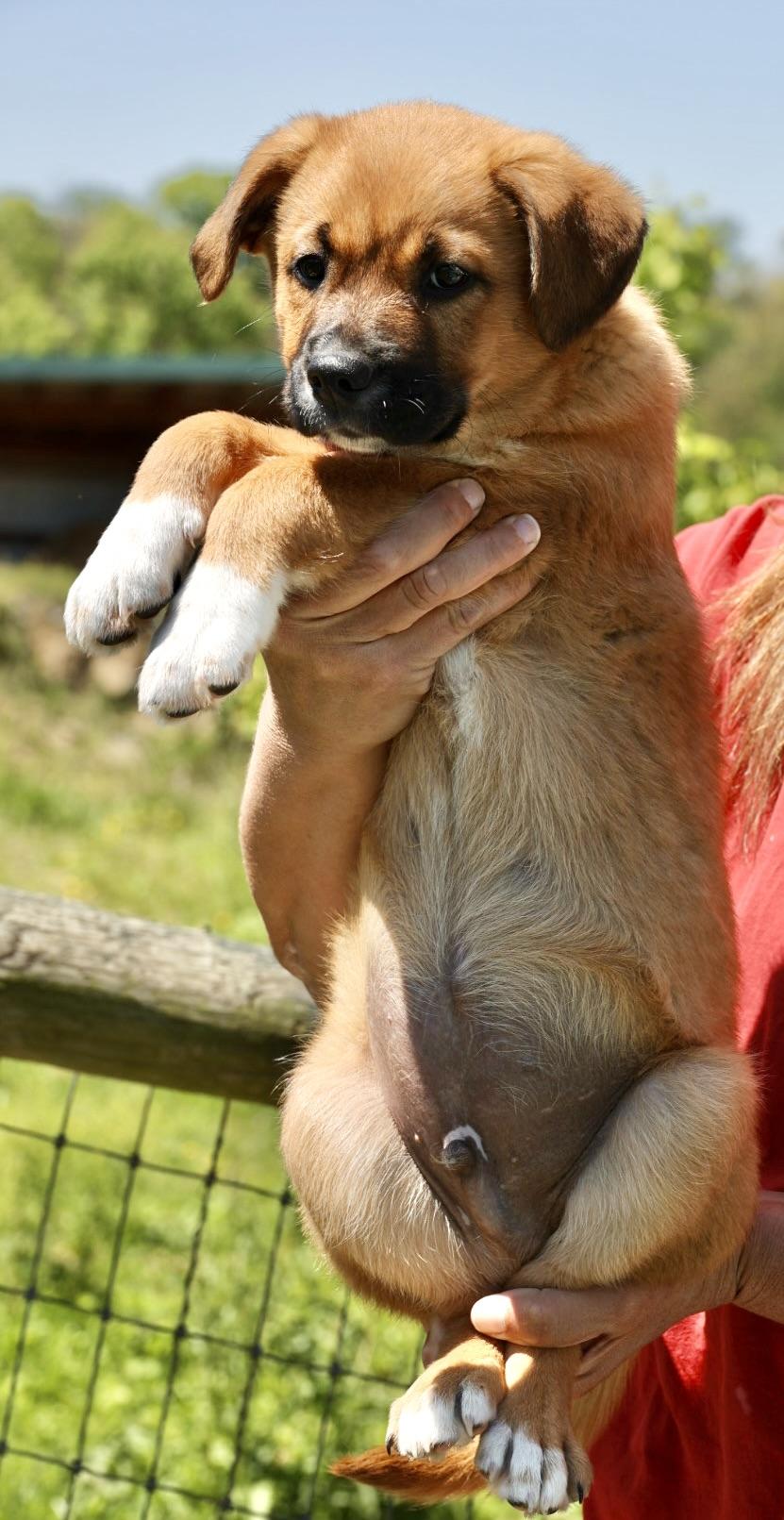 Enlarge Tank-Available 5/17@Petsmart! www.LHAR.dog to Apply!, an adoptable mixed breed in Frederick, MD image 5/6