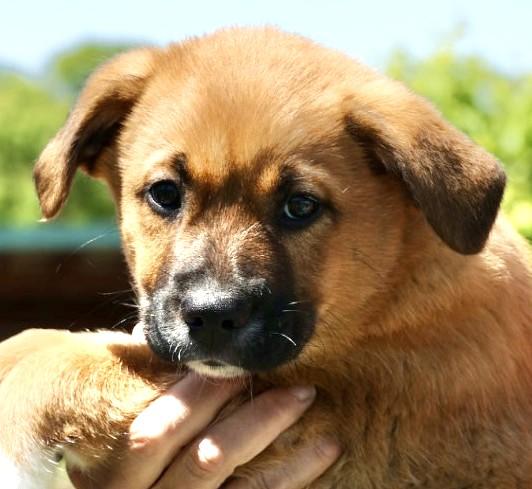 Tank-Available 5/17@Petsmart! www.LHAR.dog to Apply!, adoptable, Puppy Male Mountain Dog & Wirehaired Terrier.