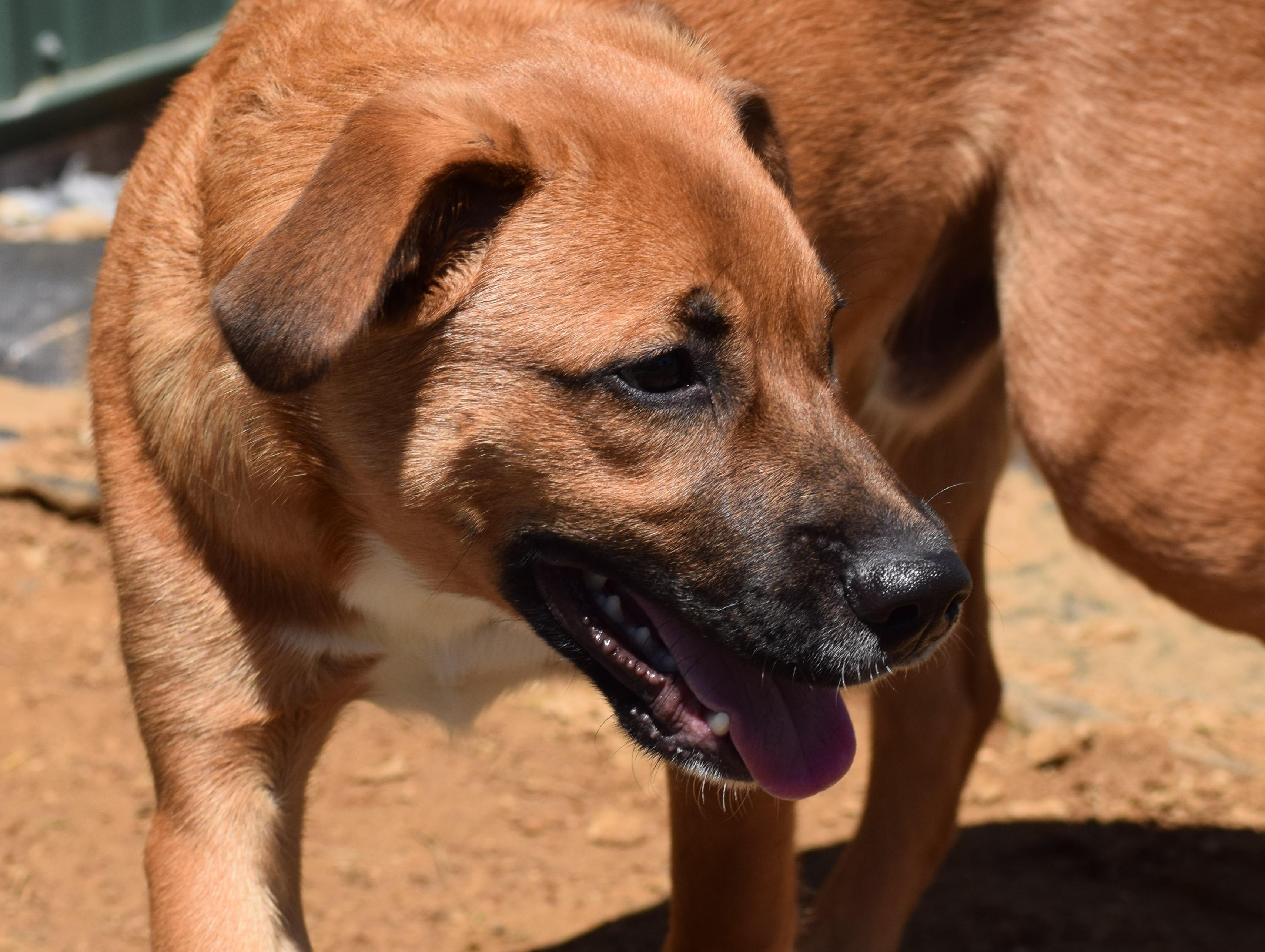Enlarge Tank-Available www.LHAR.dog to apply, a Adoptable mixed breed in Frederick, MD image 3/6