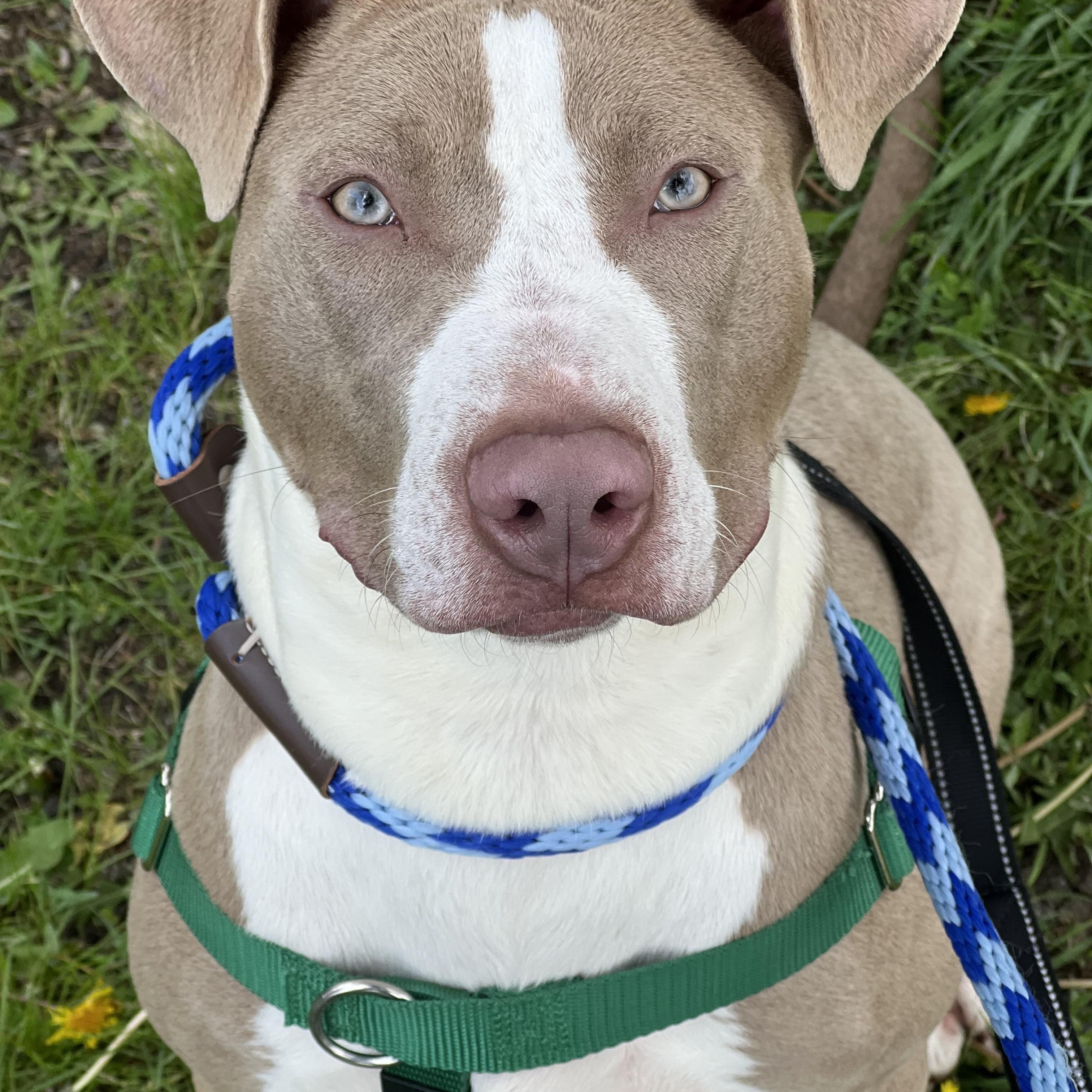 Enlarge Leyla, a ADOPTABLE mixed breed in St Charles, IL image 1/5