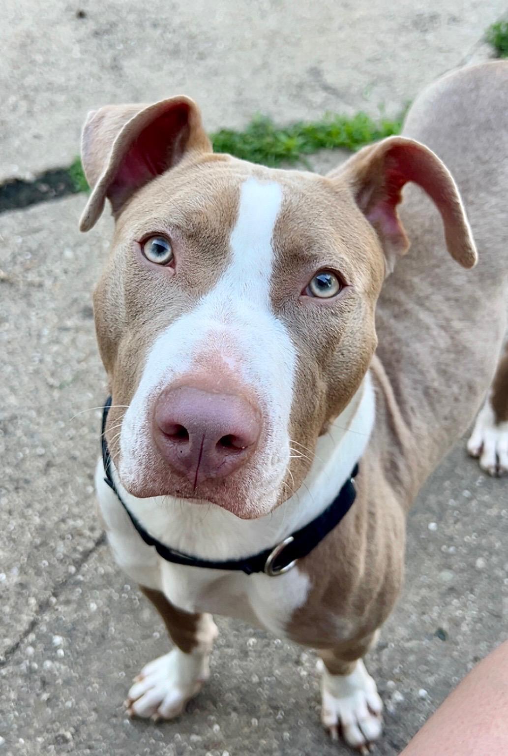 Enlarge Leyla, a ADOPTABLE mixed breed in St Charles, IL image 3/5