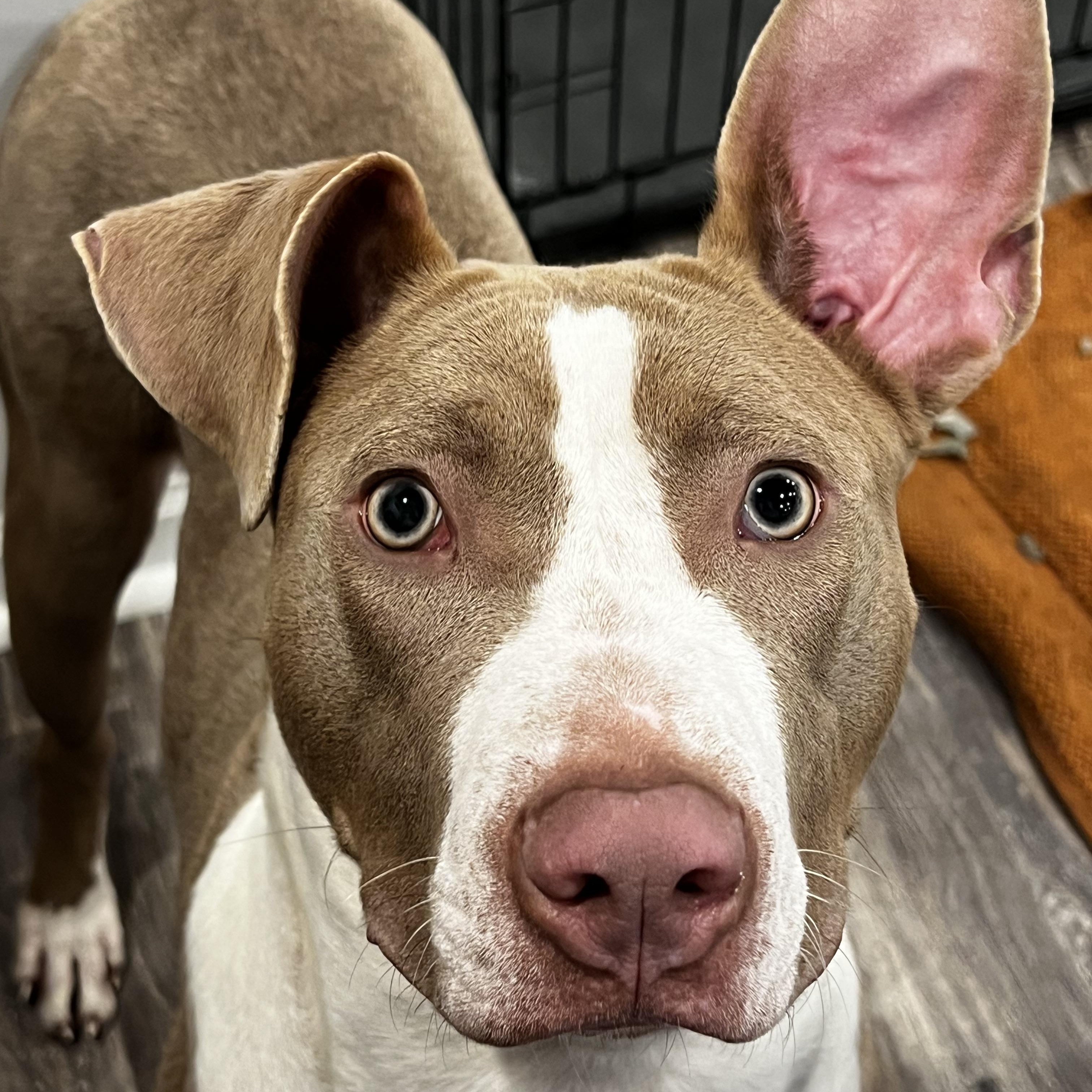 Enlarge Leyla, a ADOPTABLE mixed breed in St Charles, IL image 2/5
