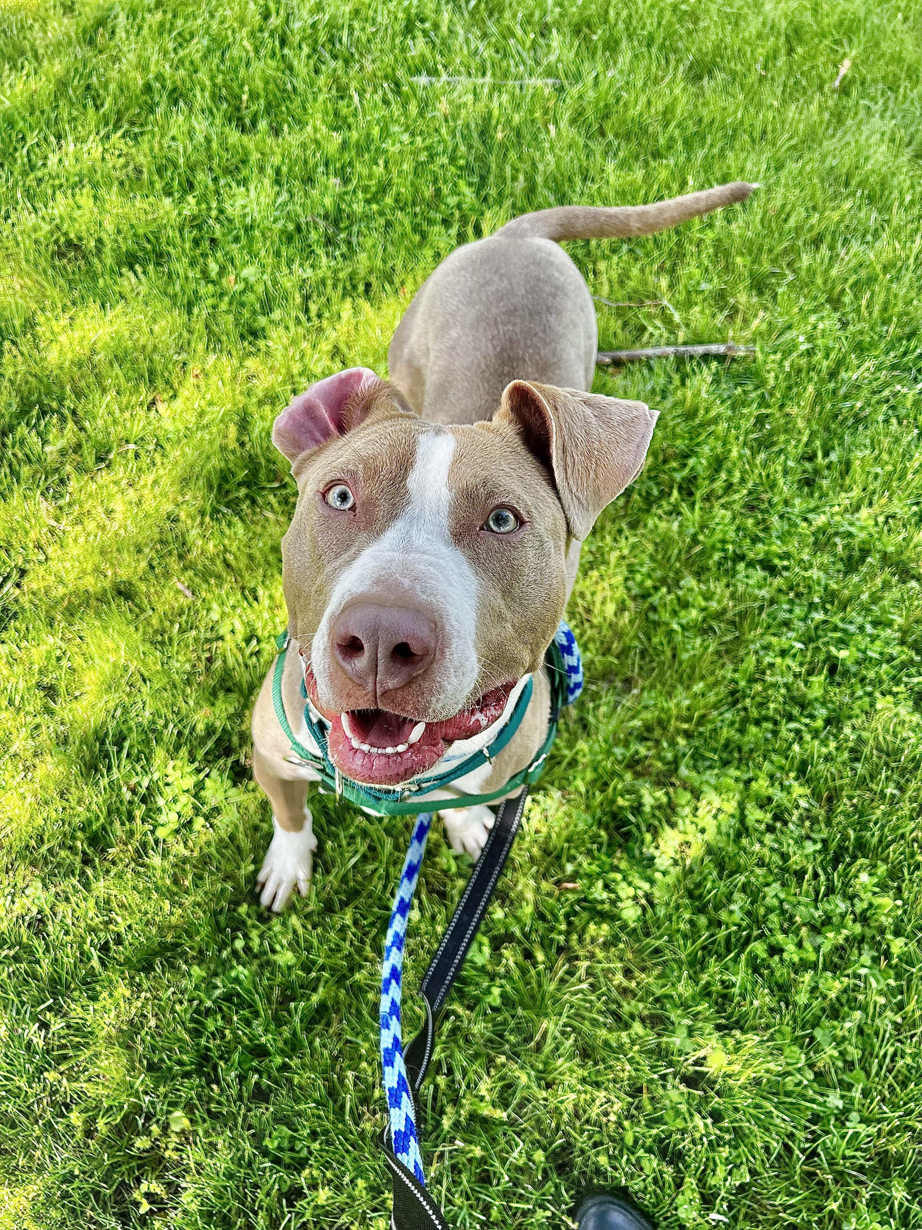Enlarge Leyla, a ADOPTABLE mixed breed in St Charles, IL image 4/5