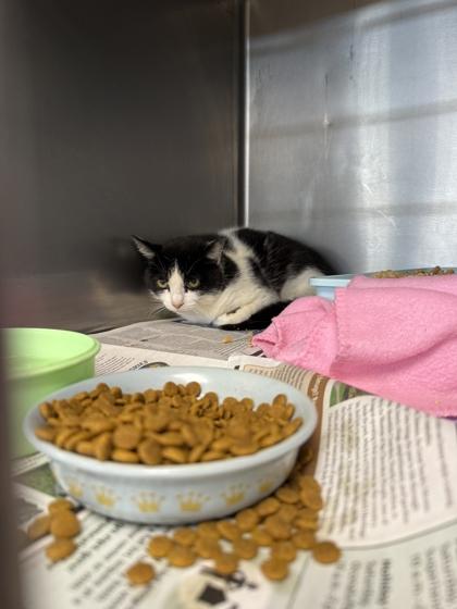 Enlarge Rose, a Adoptable mixed breed in Sevierville, TN image 1/1