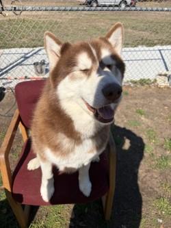 Enlarge Dexter, a ADOPTABLE Husky in Woodbine, GA image 1/1