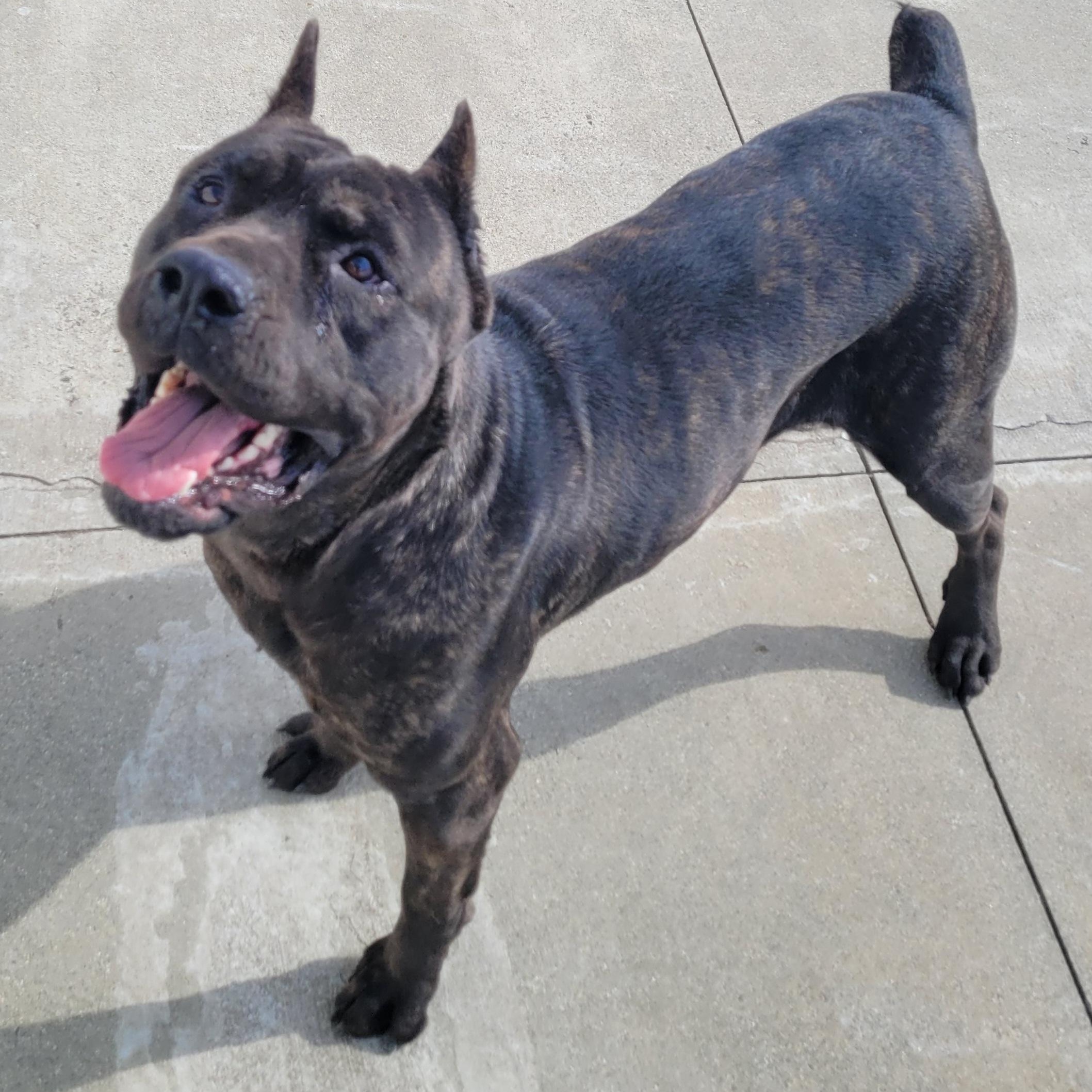 Carina! Beautiful Corso Girl!, adopted, Young Female Cane Corso.