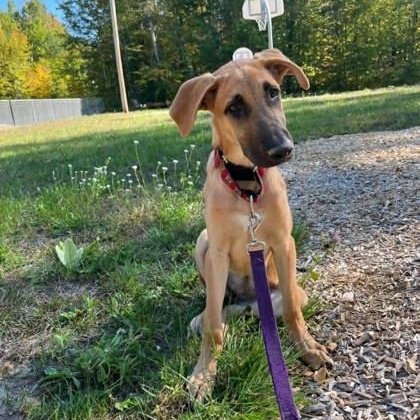 Harper, Adoptable, Young Female Great Dane.