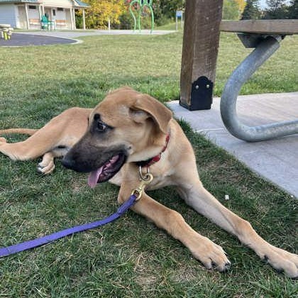 Enlarge Harper, a Adoptable mixed breed in Perth, ON image 2/3