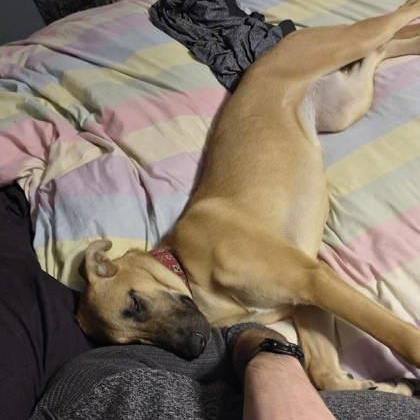 Enlarge Harper, a Adoptable mixed breed in Perth, ON image 3/3