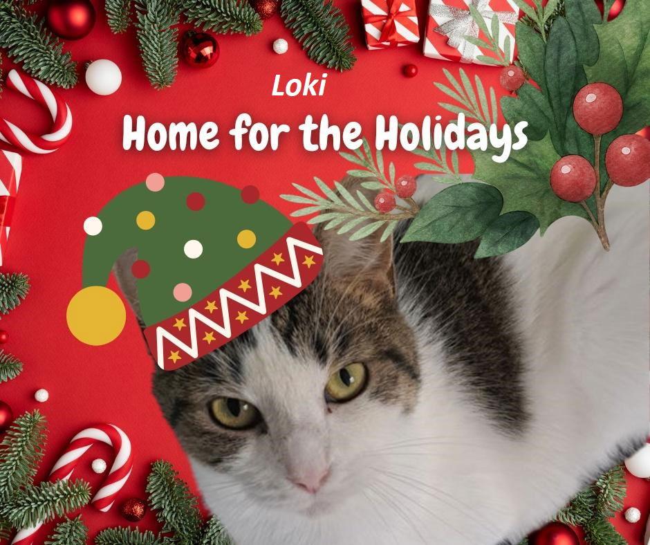 Enlarge Lokie, a Adoptable Domestic Short Hair in Rootstown, OH image 1/3