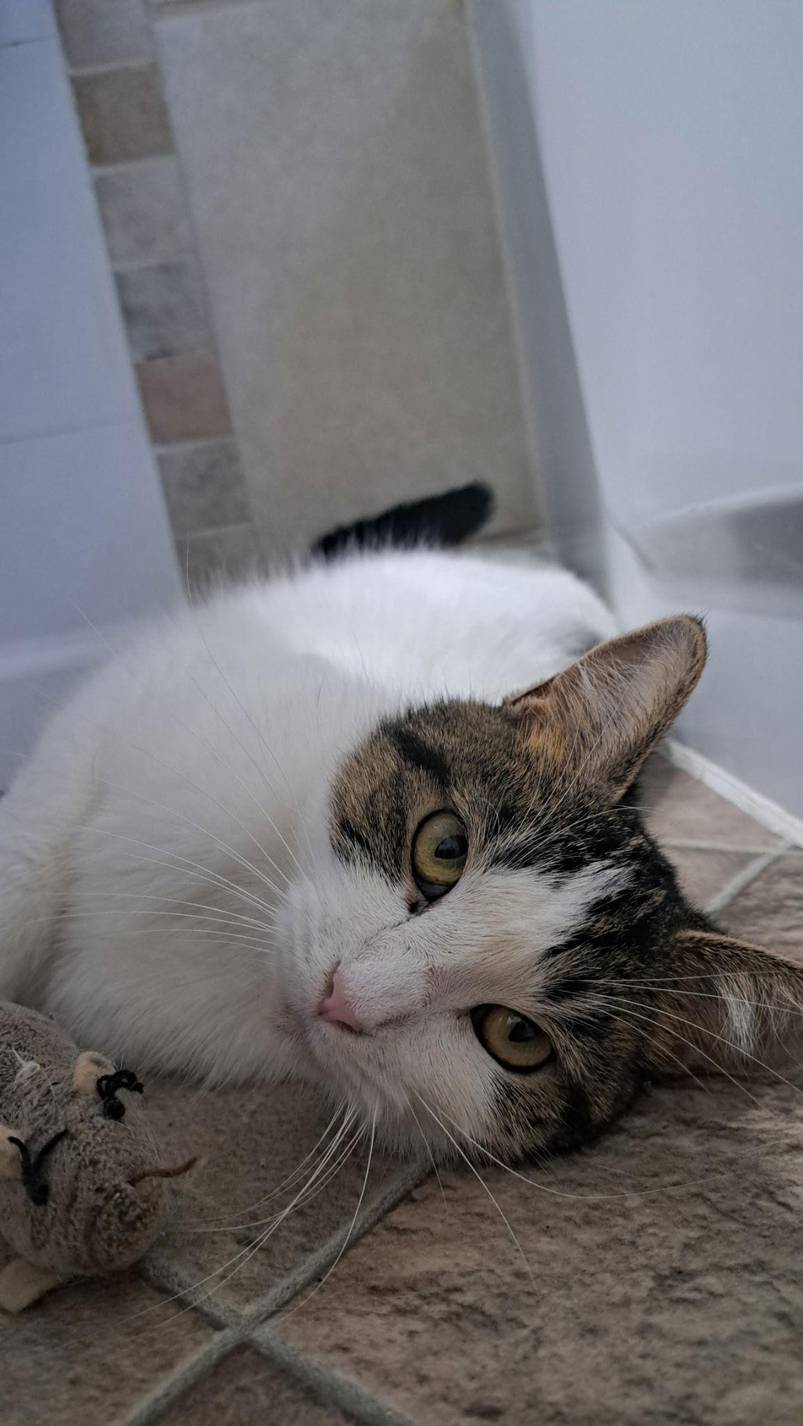 Enlarge Lokie, a Adoptable Domestic Short Hair in Rootstown, OH image 2/3