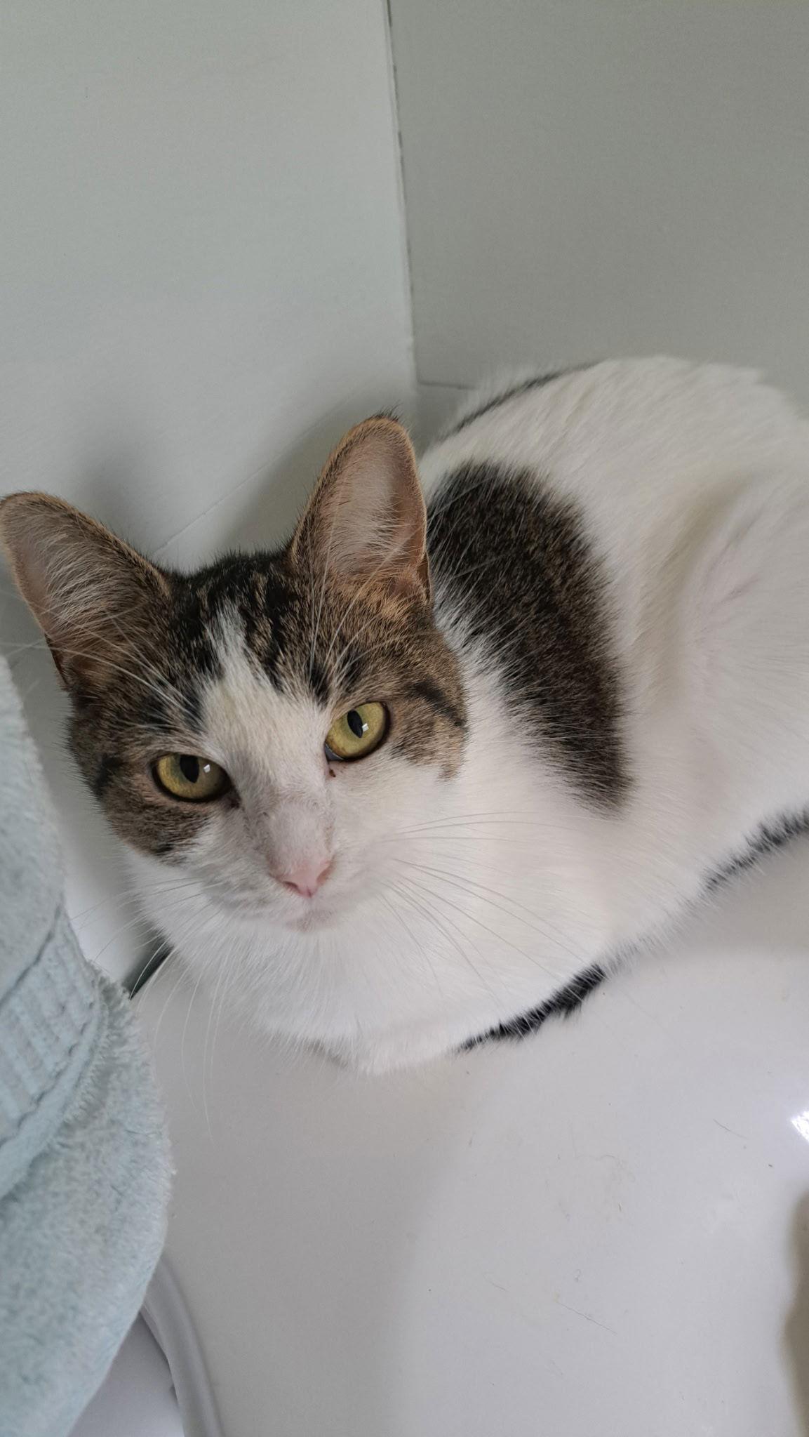 Enlarge Lokie, a Adoptable Domestic Short Hair in Rootstown, OH image 3/3