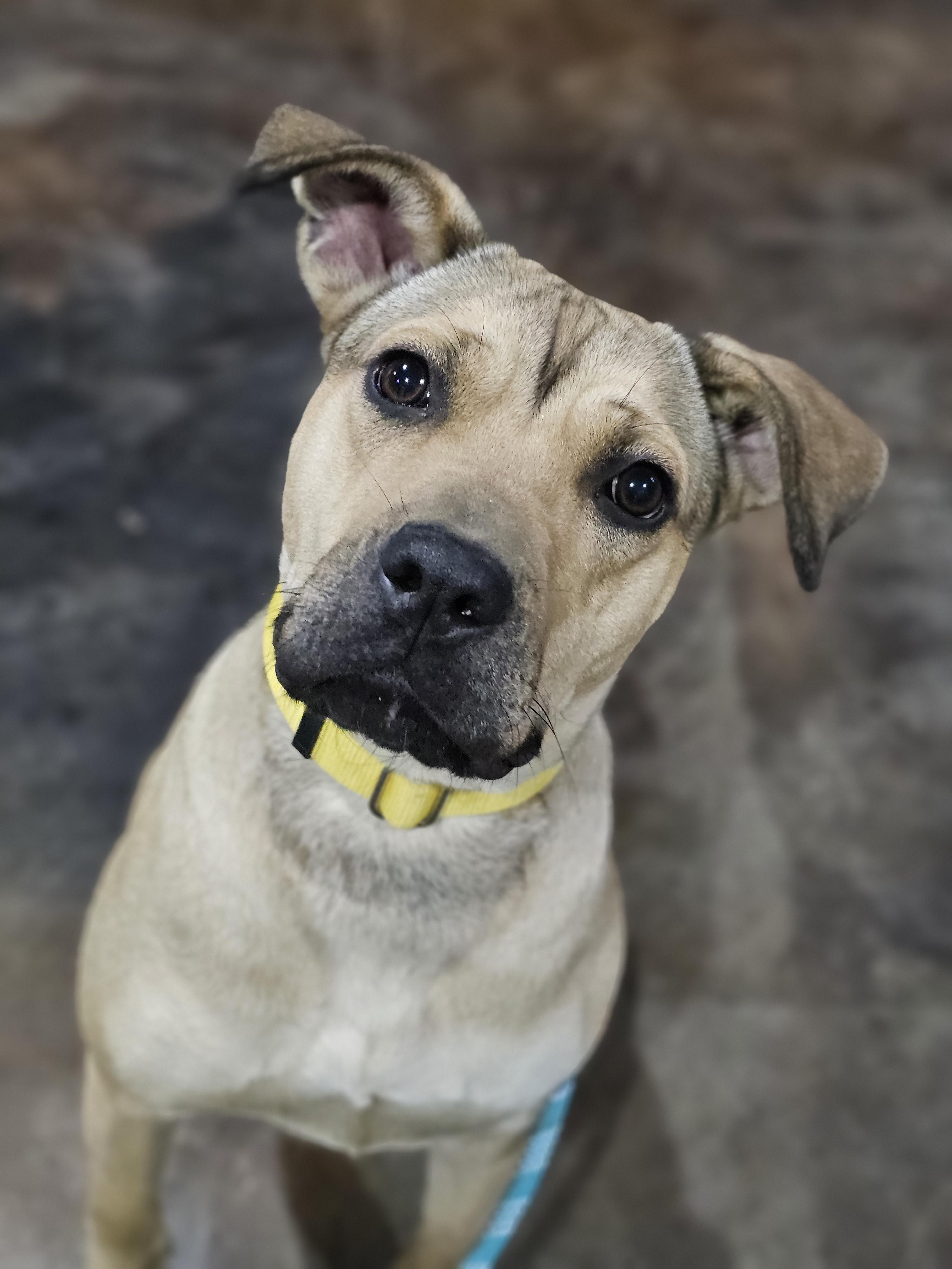 Hazel so il, Adoptable, Adult Female Pit Bull Terrier.