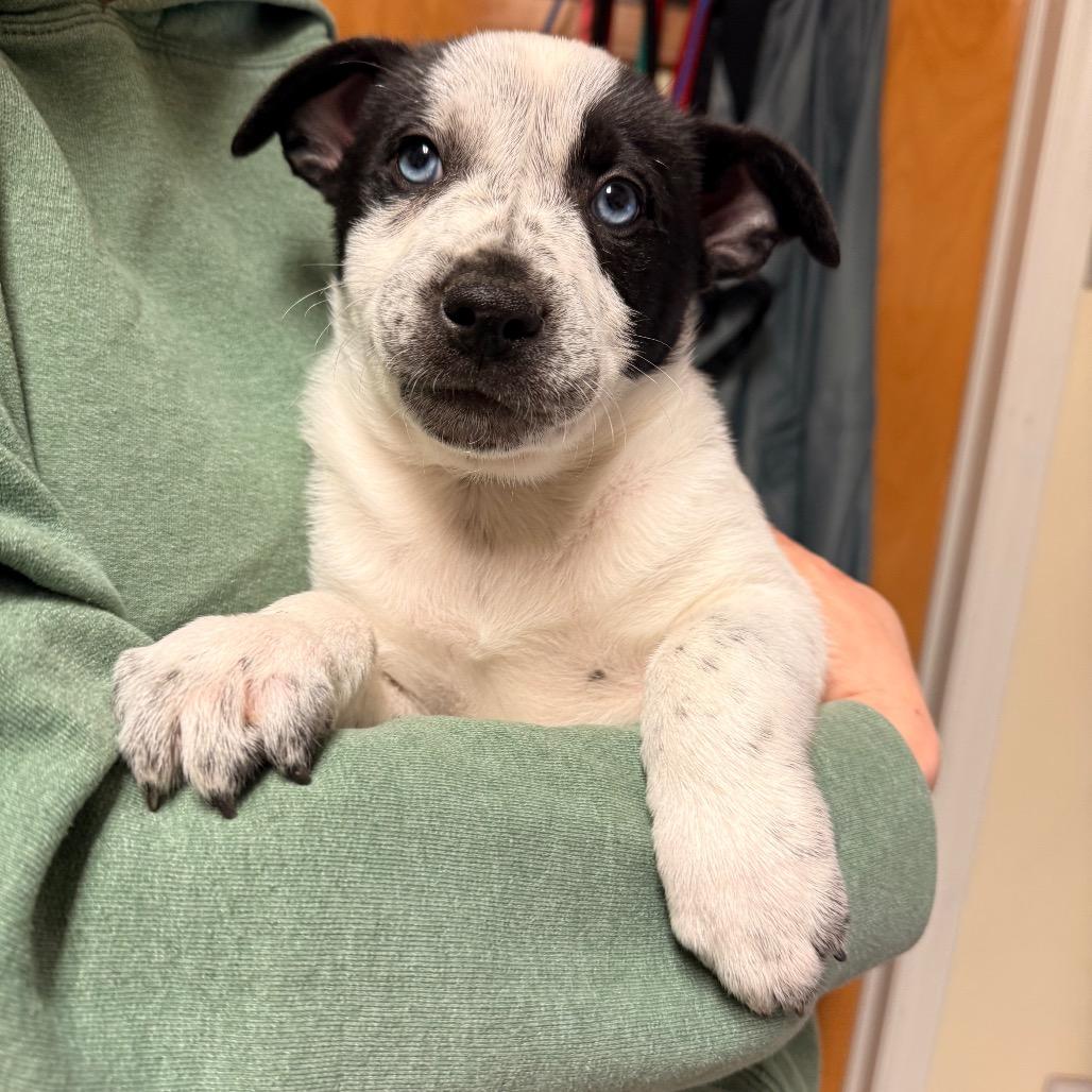 Patch, Adoptable, Puppy Male Mixed Breed.