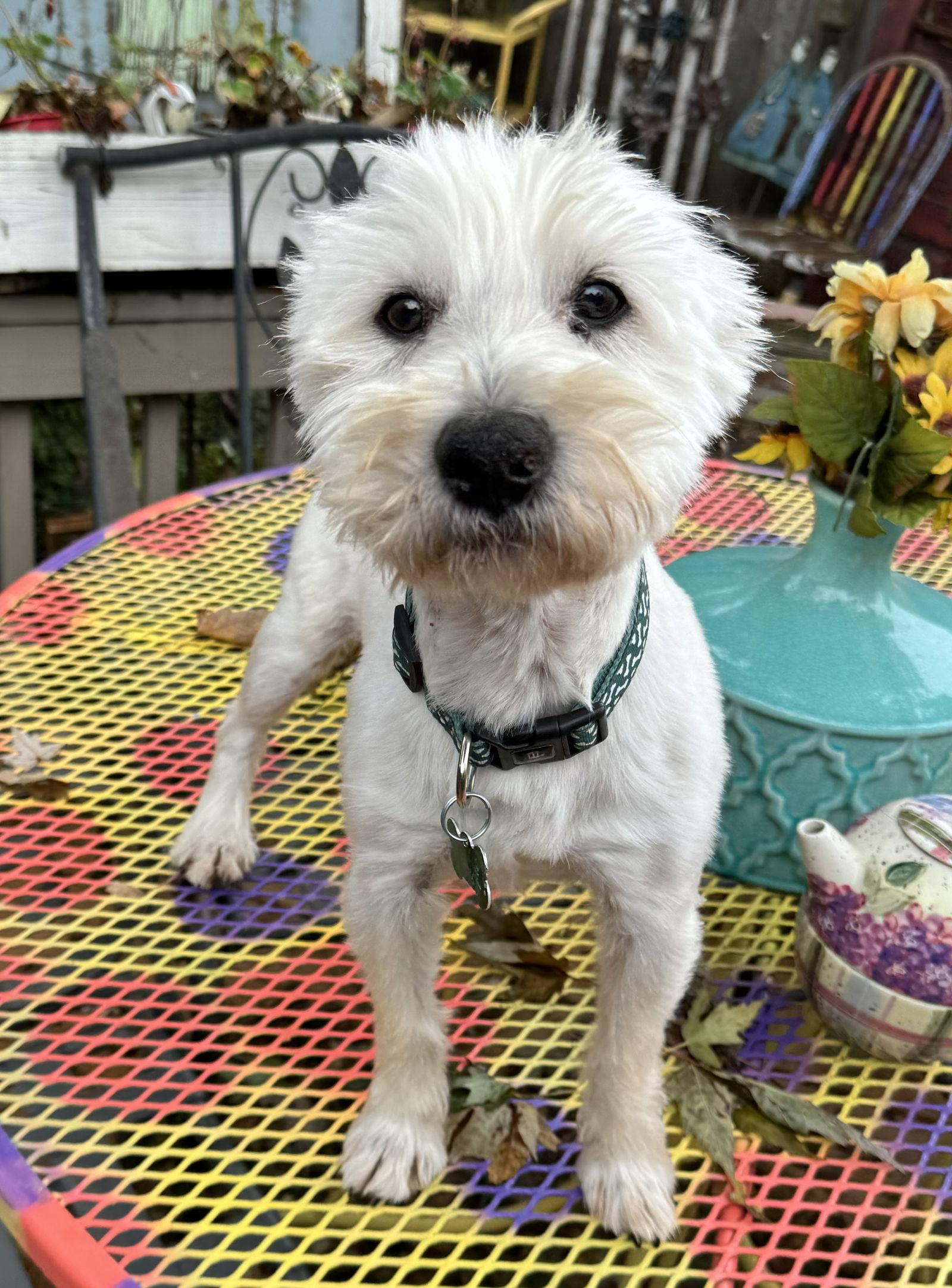 Zach, a Adoptable West Highland White Terrier / Westie in Sioux Falls, SD image 2/3