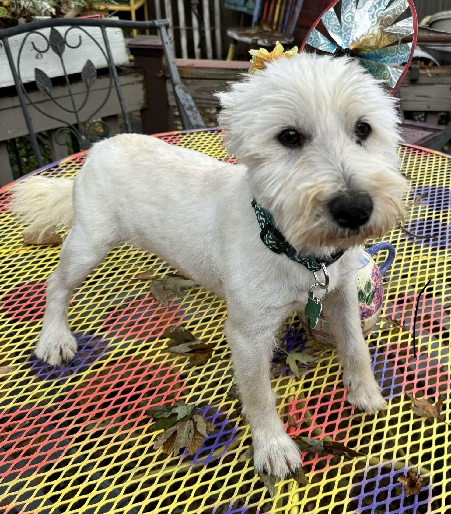 Zach, a Adoptable West Highland White Terrier / Westie in Sioux Falls, SD image 3/3