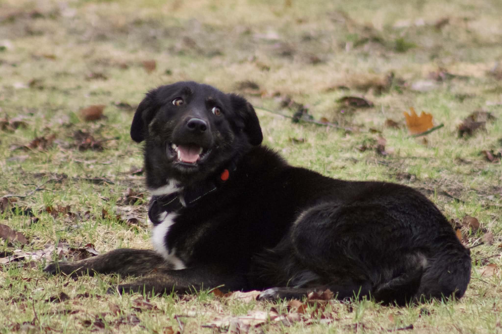 Enlarge Lilly, an adopted mixed breed in Grand Rapids, MI image 3/4