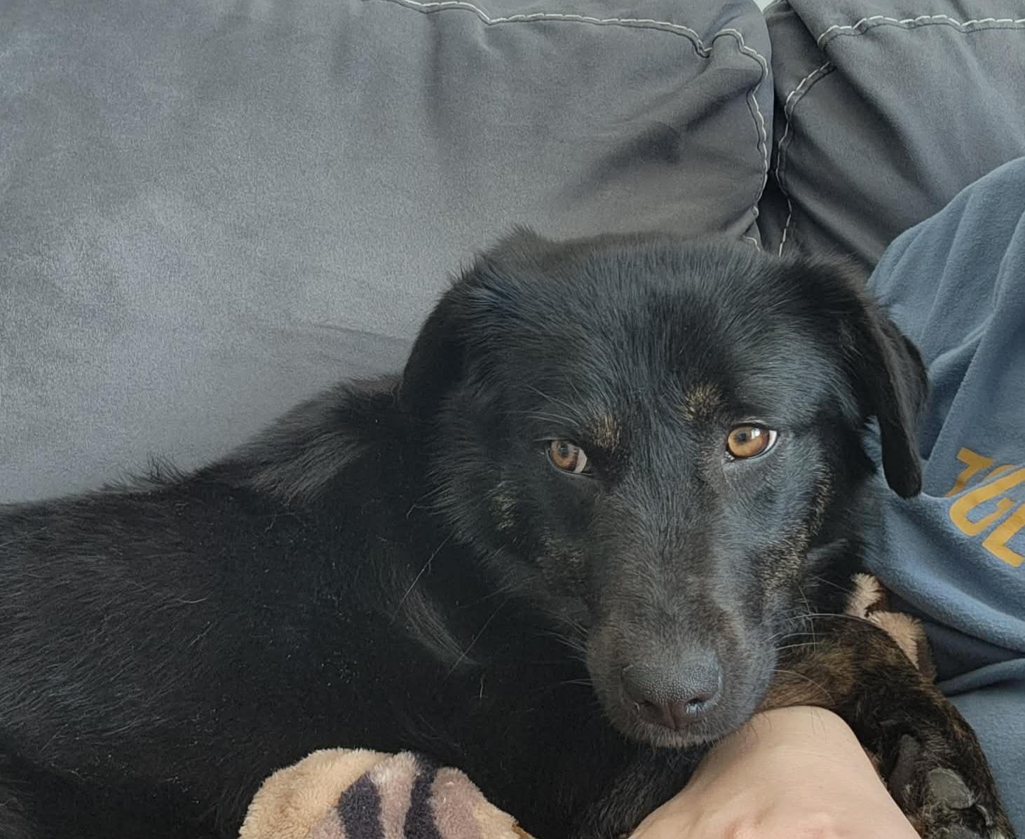 Enlarge Lilly, a ADOPTABLE mixed breed in Grand Rapids, MI image 2/3