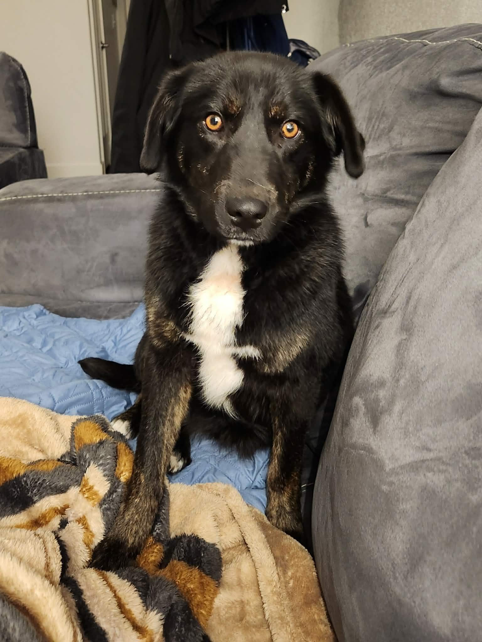 Enlarge Lilly, a ADOPTABLE mixed breed in Grand Rapids, MI image 1/3