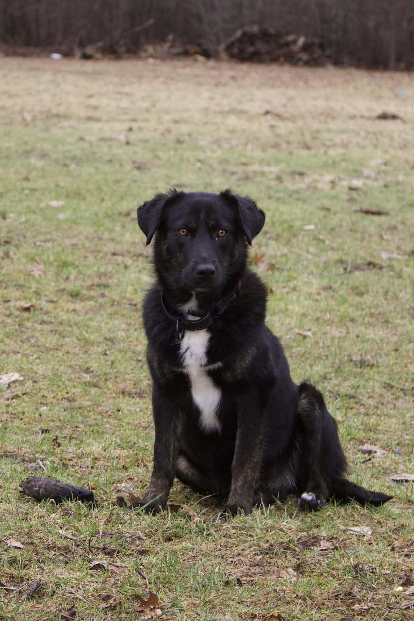 Enlarge Lilly, an adopted mixed breed in Grand Rapids, MI image 1/4