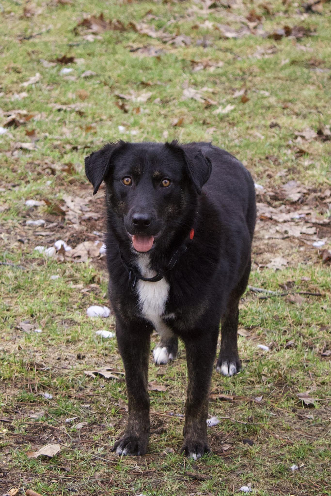 Enlarge Lilly, an adopted mixed breed in Grand Rapids, MI image 2/4