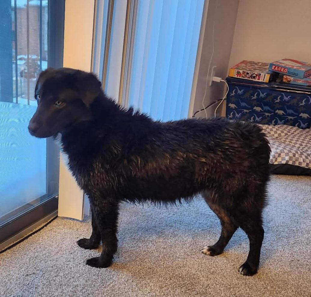 Enlarge Lilly, a ADOPTABLE mixed breed in Grand Rapids, MI image 3/3