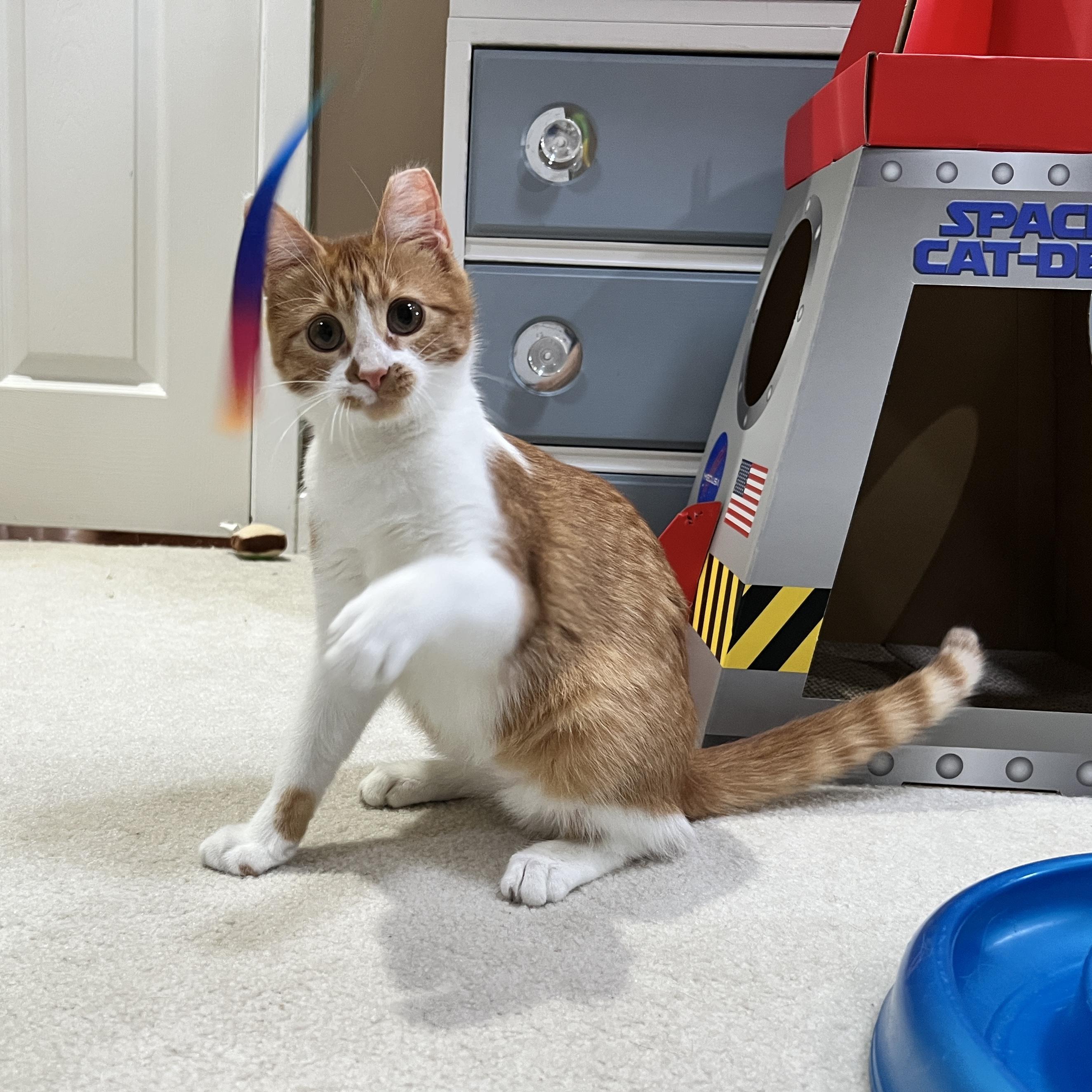 Enlarge Pip, an adopted Domestic Short Hair in Edina, MN image 3/5