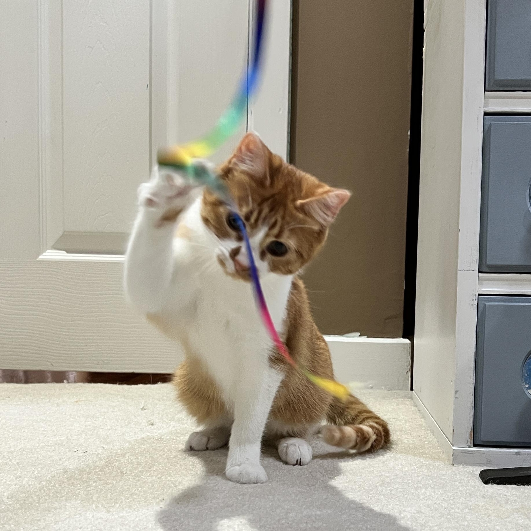 Enlarge Pip, an adopted Domestic Short Hair in Edina, MN image 4/5