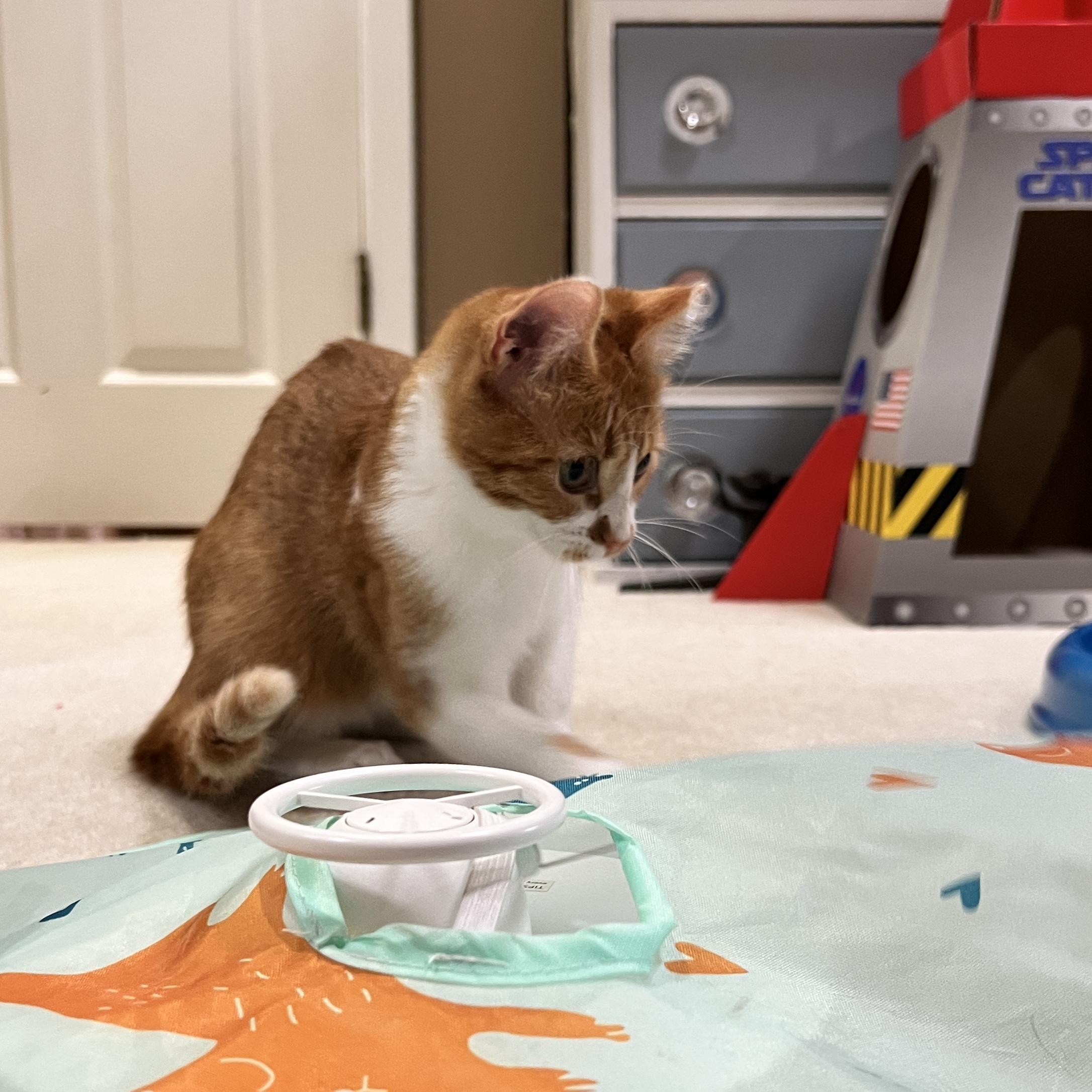 Enlarge Pip, an adopted Domestic Short Hair in Edina, MN image 1/5