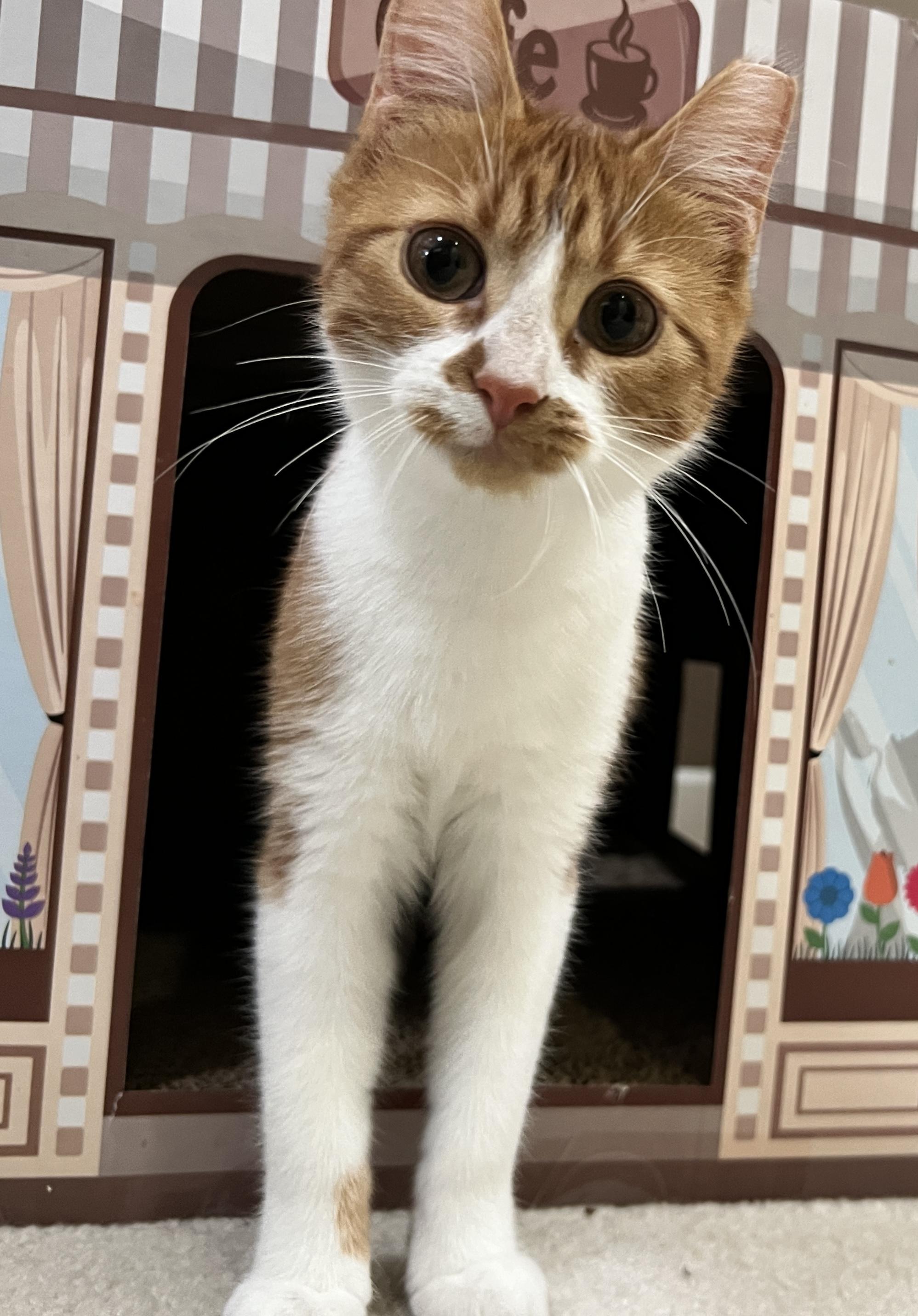 Enlarge Pip, an adopted Domestic Short Hair in Edina, MN image 5/5