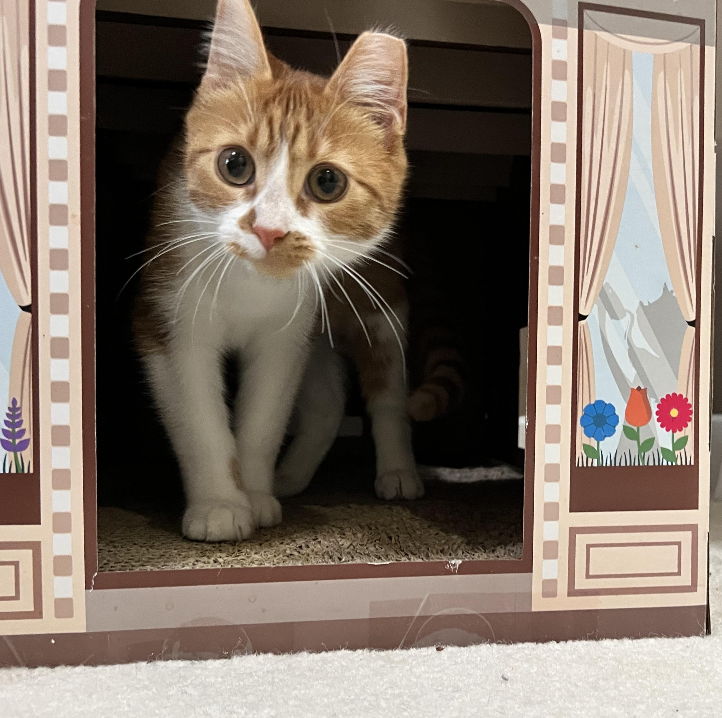 Enlarge Pip, an adopted Domestic Short Hair in Edina, MN image 2/5