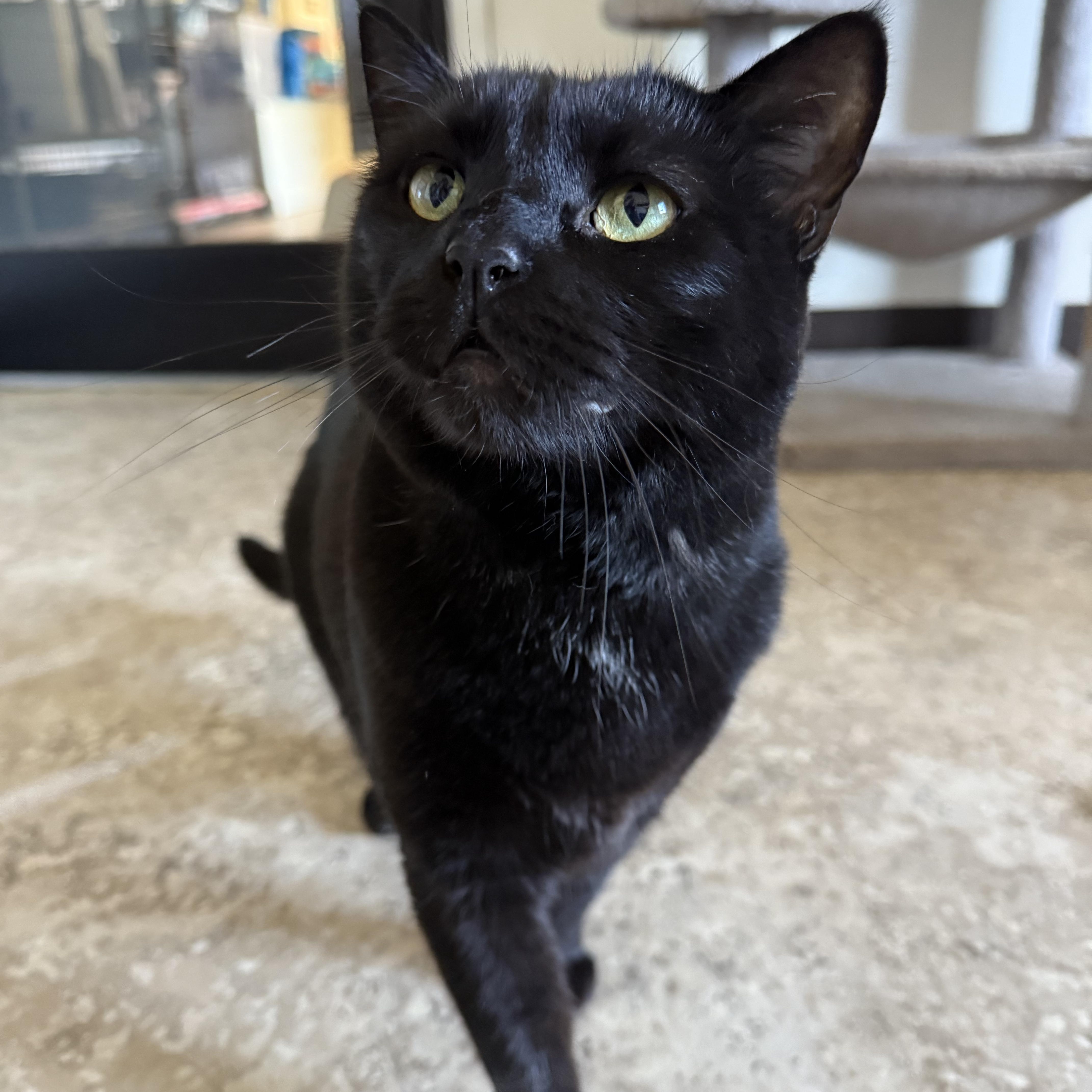 Enlarge Luna, a ADOPTABLE Domestic Short Hair in Hendersonville, TN image 1/1