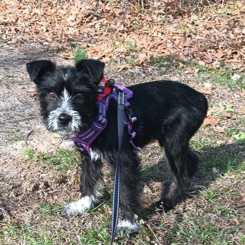 Enlarge Remi, an adopted Mixed Breed in Highland, NY image 1/2