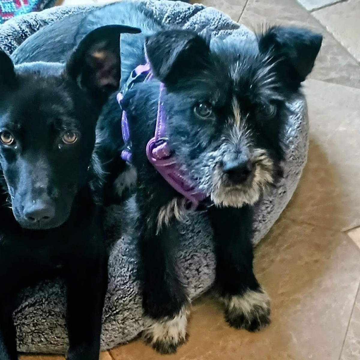 Enlarge Remi, an adopted Mixed Breed in Highland, NY image 2/2