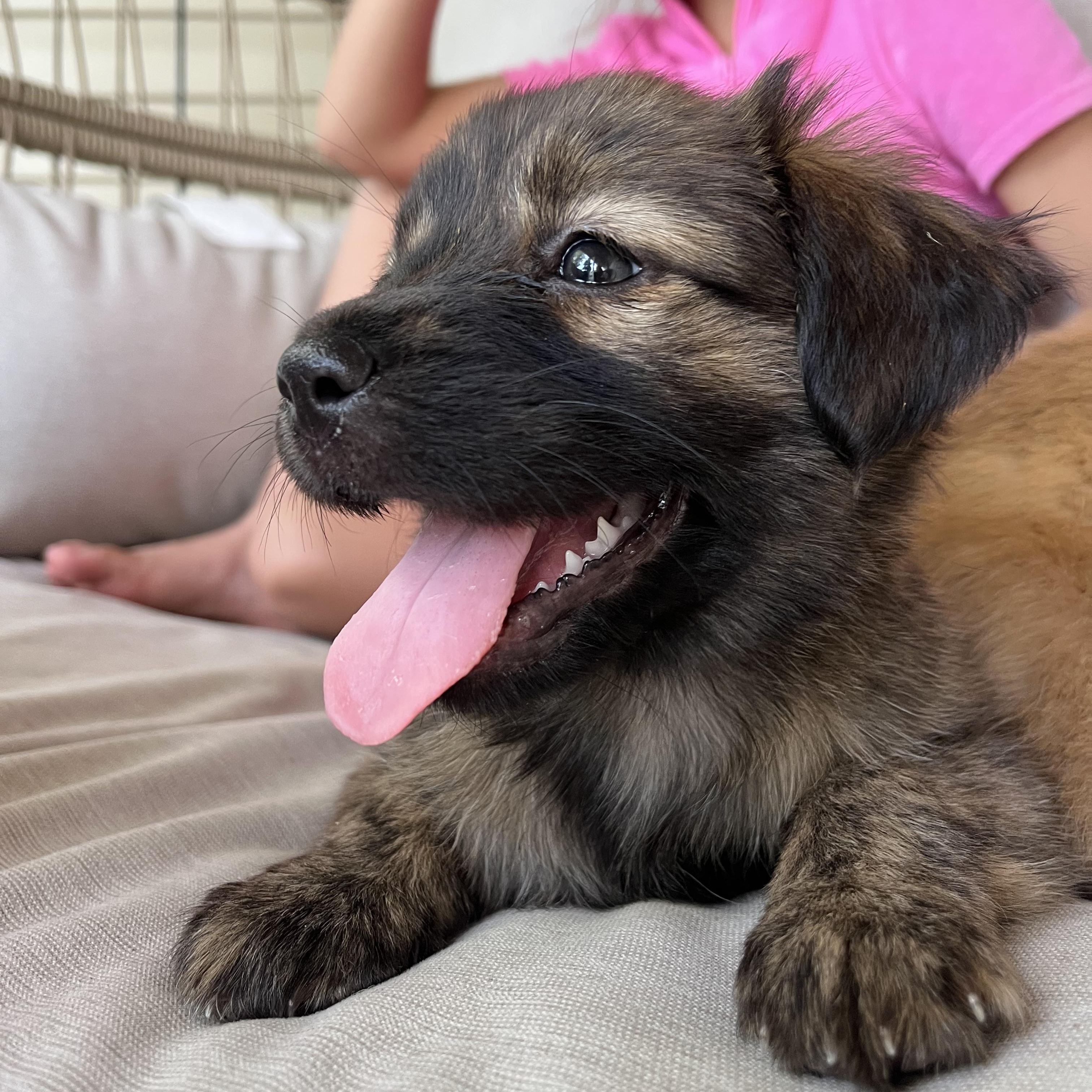 Cassidy, an adopted mixed breed in Minneapolis, MN image 1/3