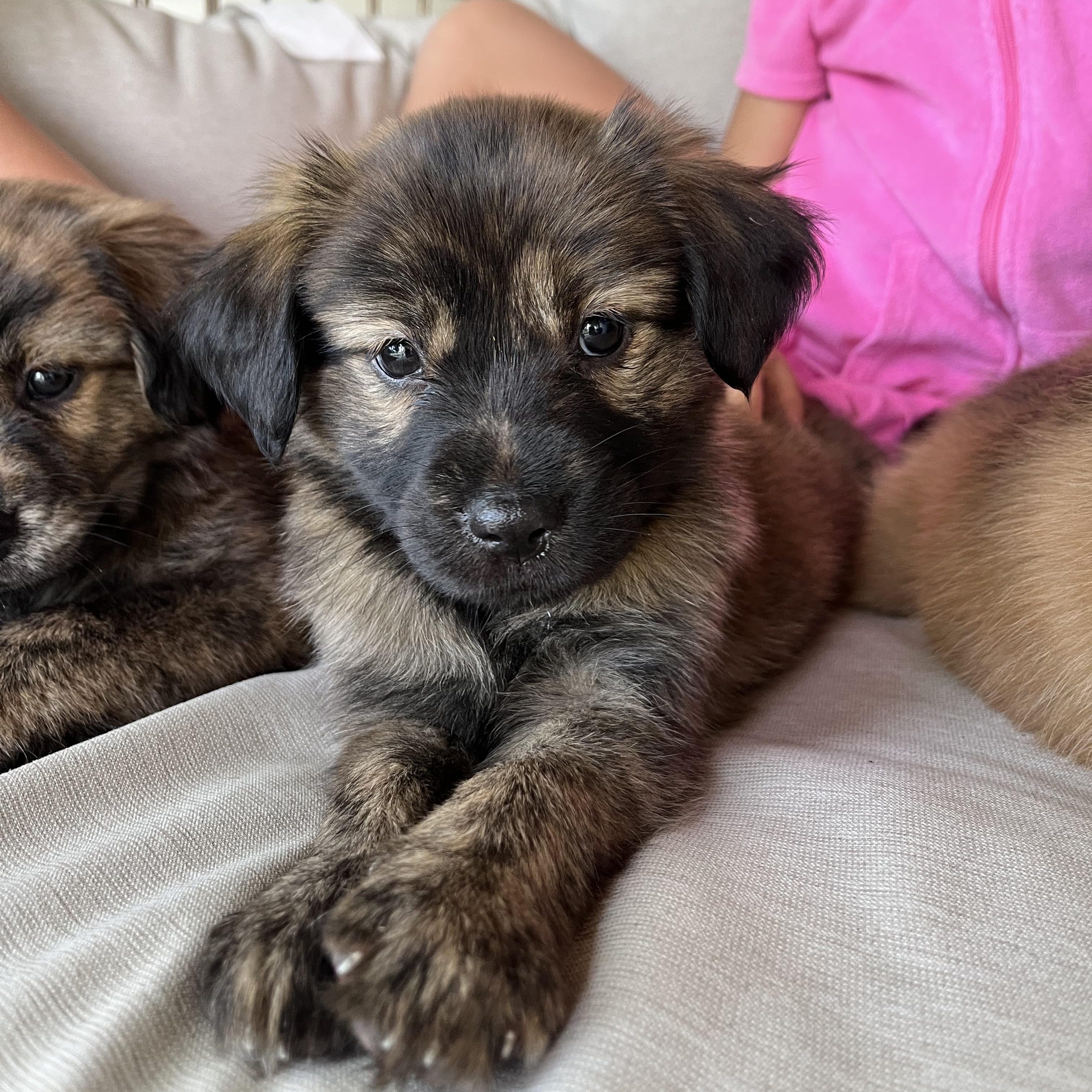 Cassidy, an adopted mixed breed in Minneapolis, MN image 2/3