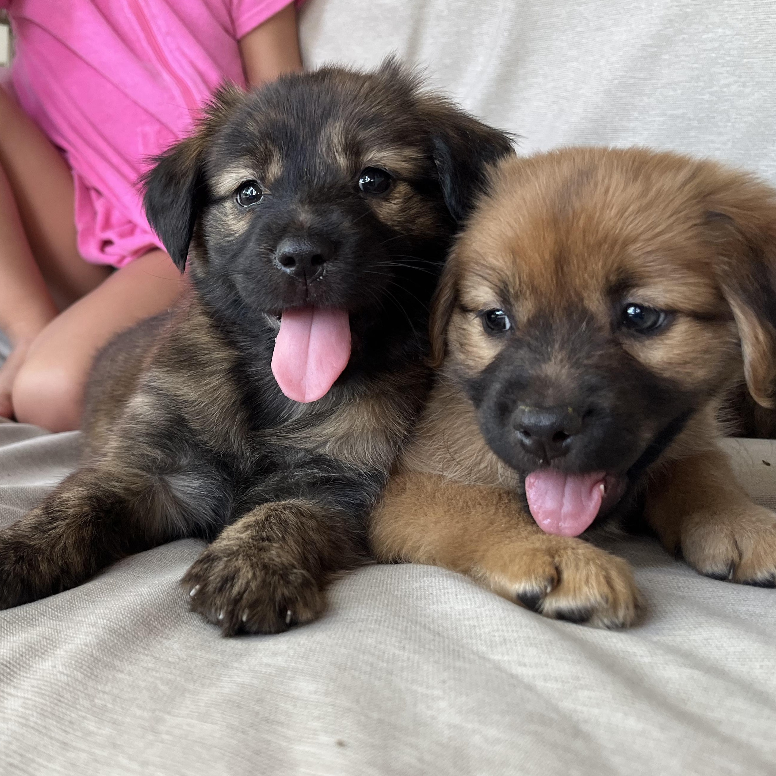 Cassidy, an adopted mixed breed in Minneapolis, MN image 3/3