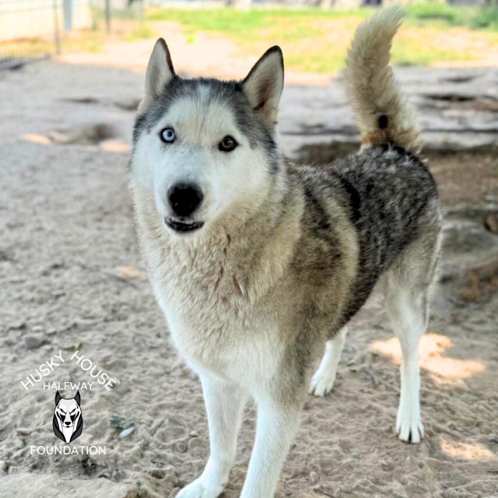 Enlarge Ozzy, a Adoptable Siberian Husky in Eufaula, OK image 1/6