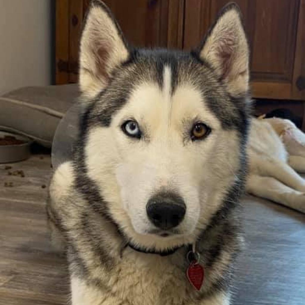 Ozzy, Adoptable, Adult Male Siberian Husky.