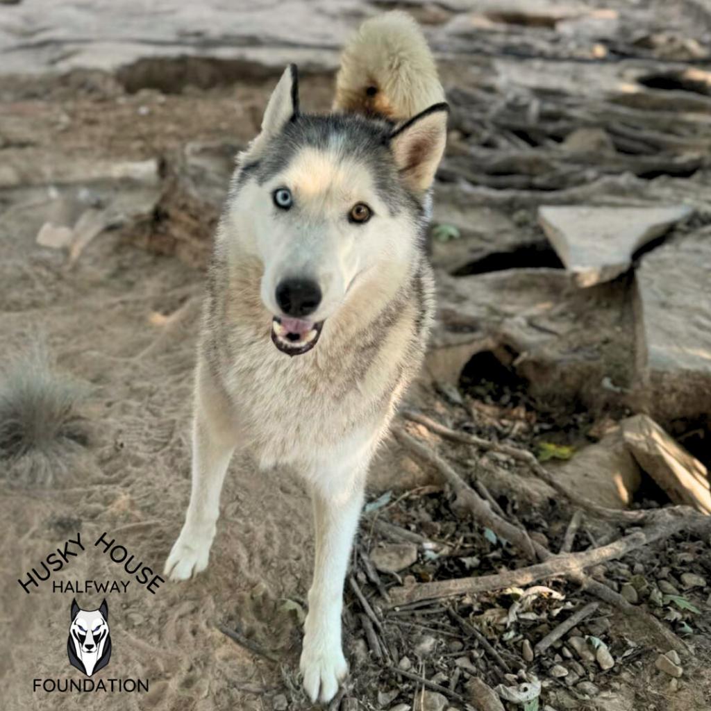 Ozzy, a Adoptable Siberian Husky in Eufaula, OK image 6/6