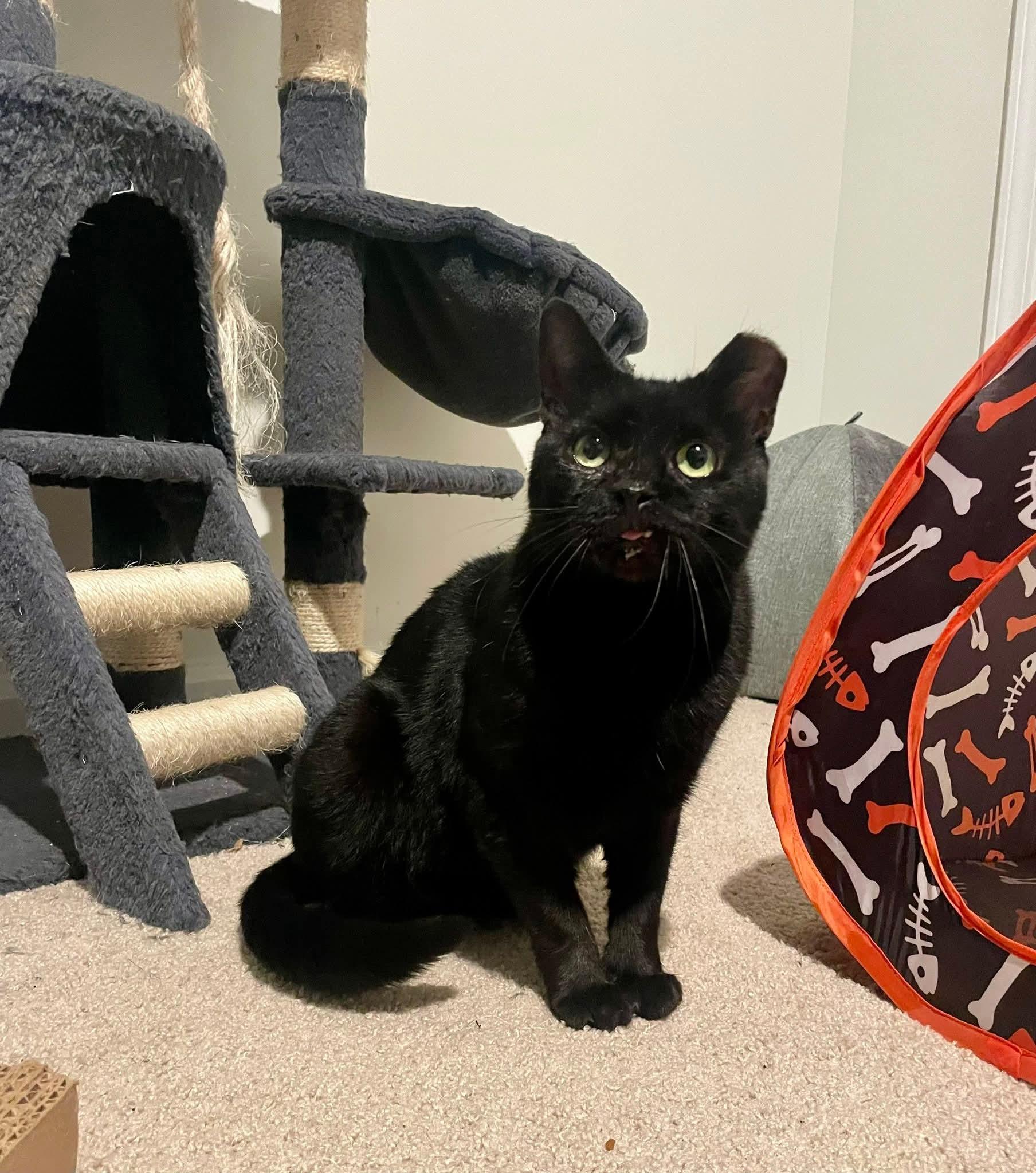 Binx, a ADOPTABLE Domestic Short Hair in Bloomingdale, GA image 2/4